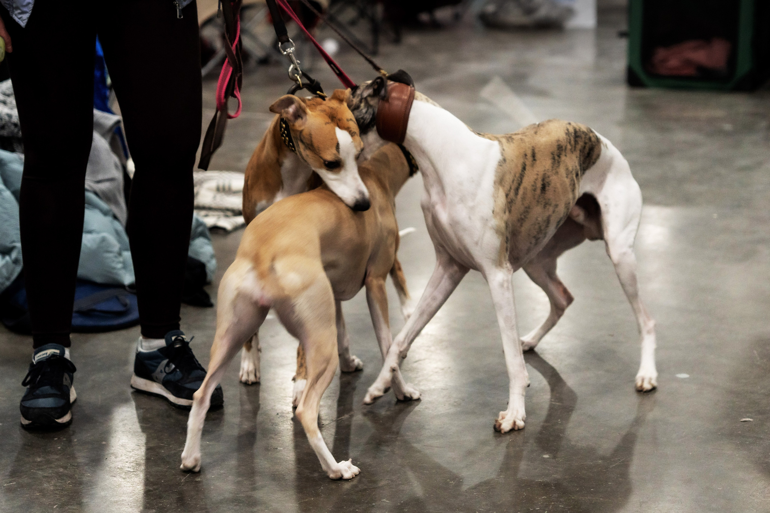 Животные. Фото, видео, монтаж