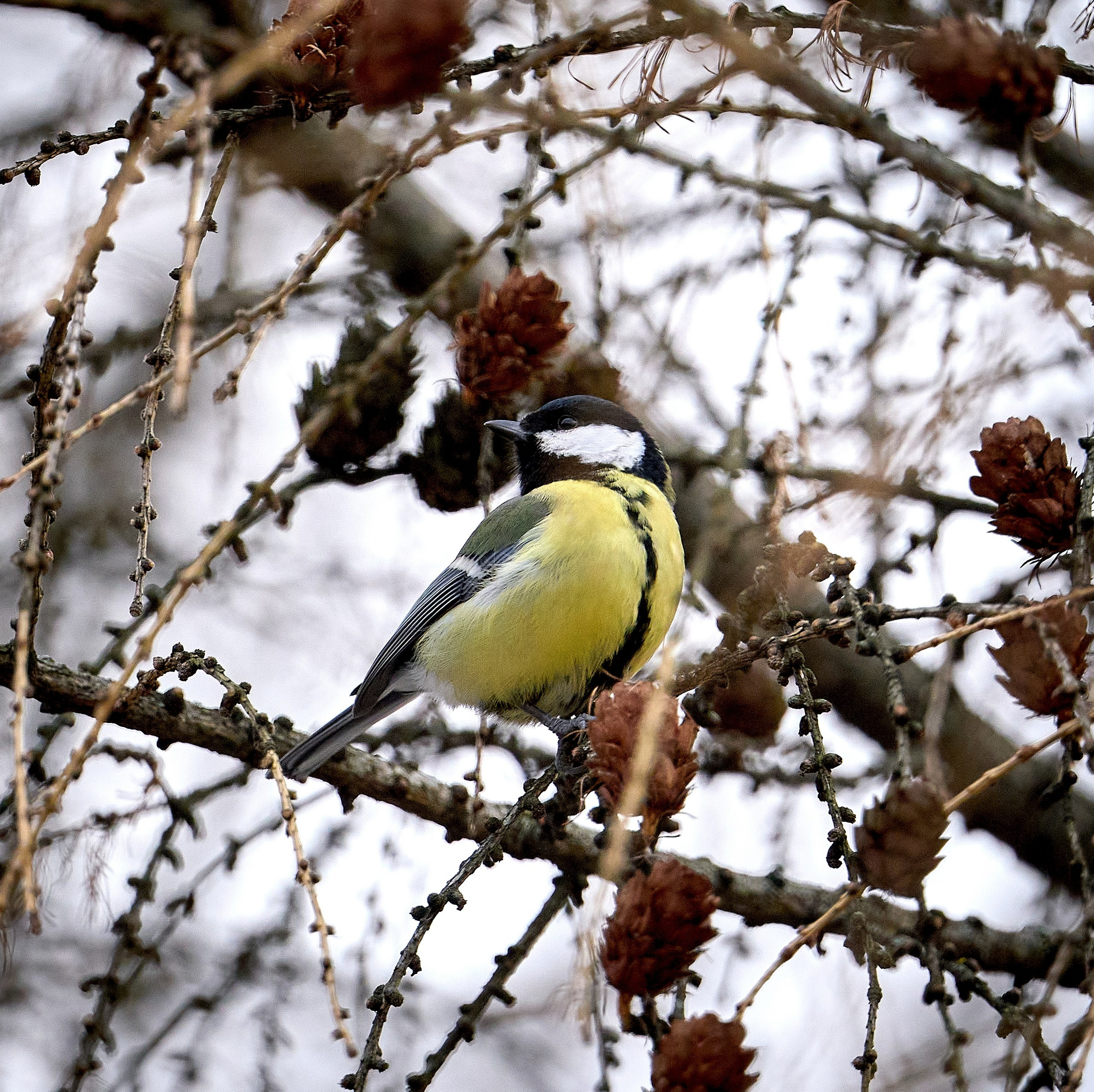 Фото птиц — галерея NATRIEL