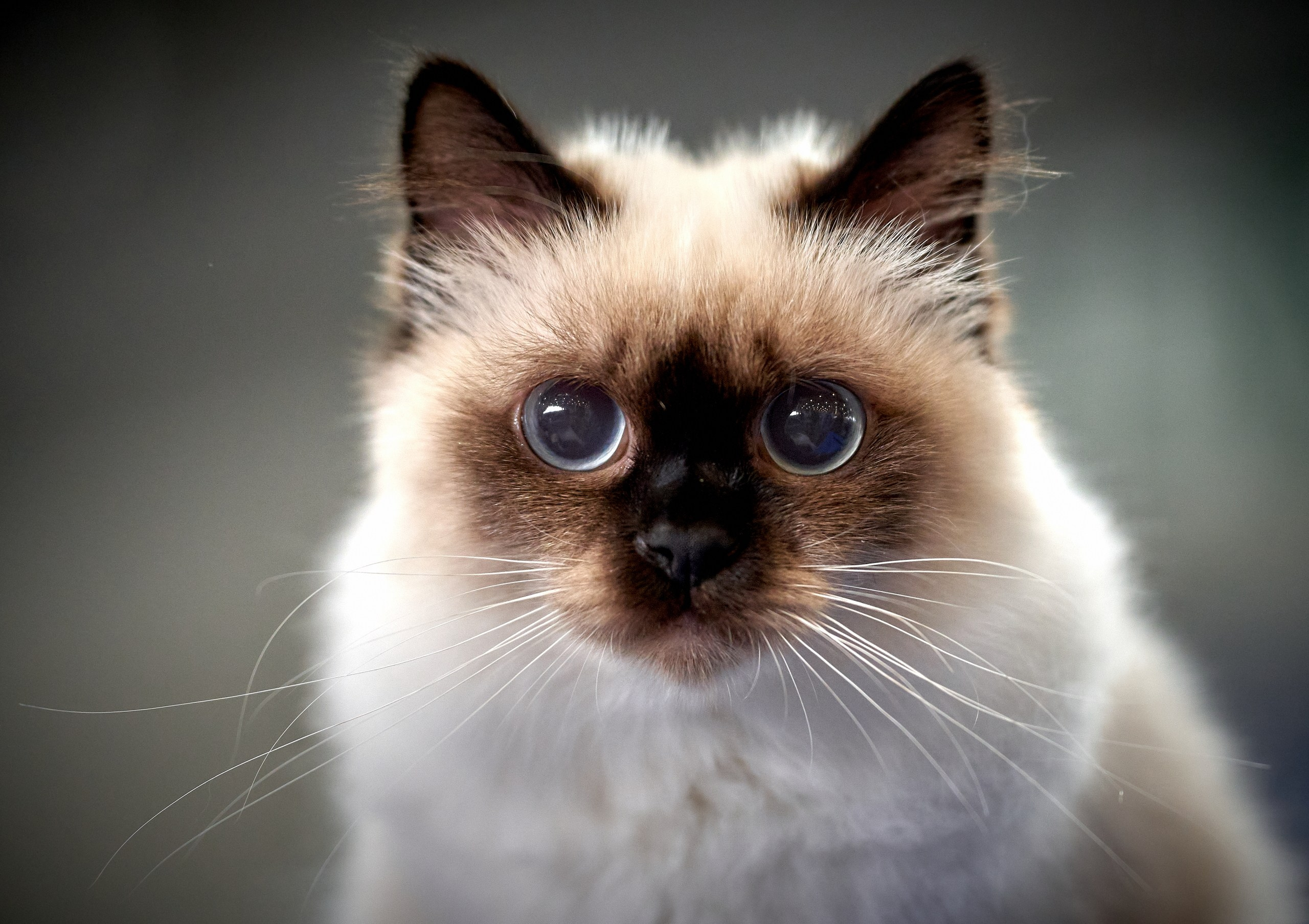 Кошки на выставках — галерея NATRIEL