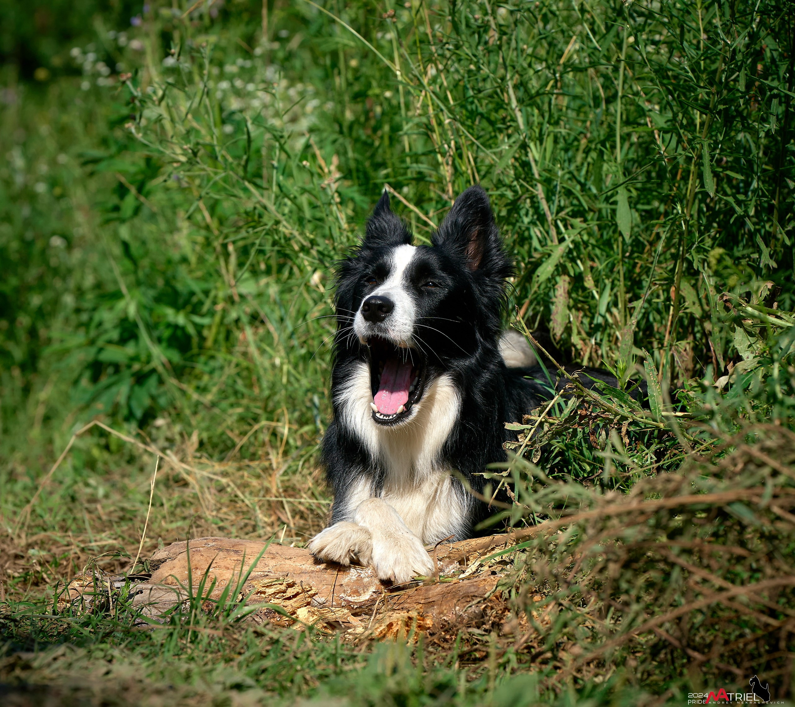Репортаж из кинологического лагеря