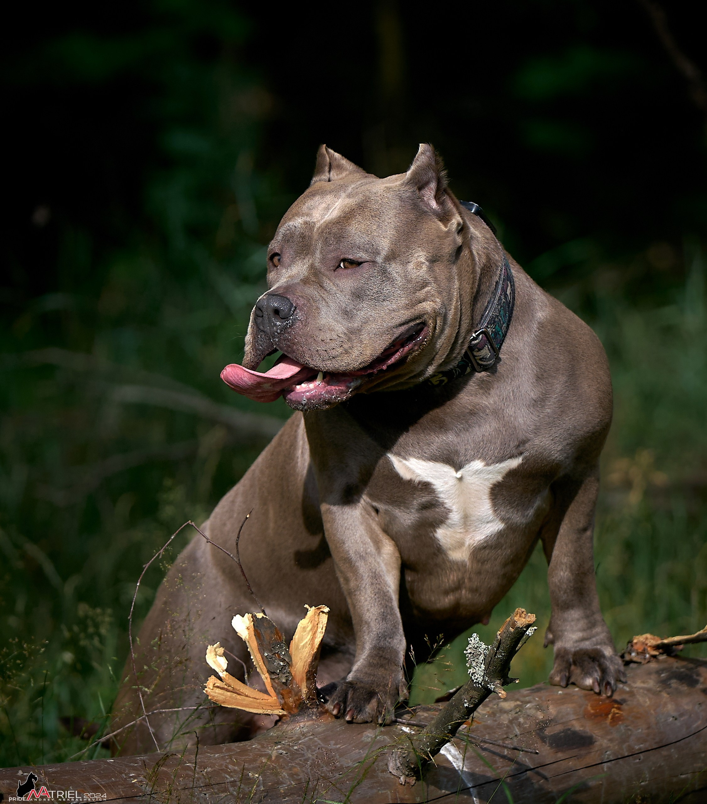 Фотопрогулка с булли