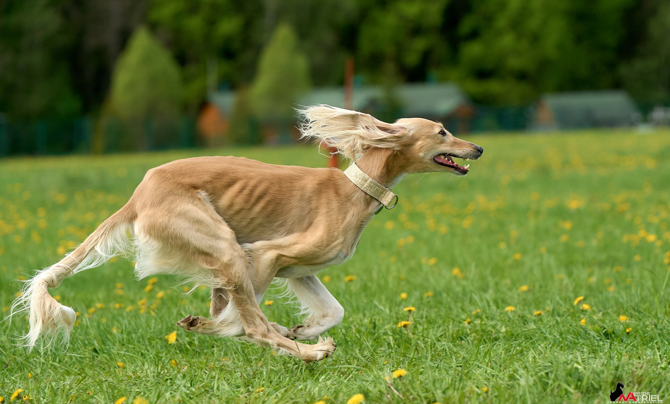 Съемка курсинг — галерея NATRIEL