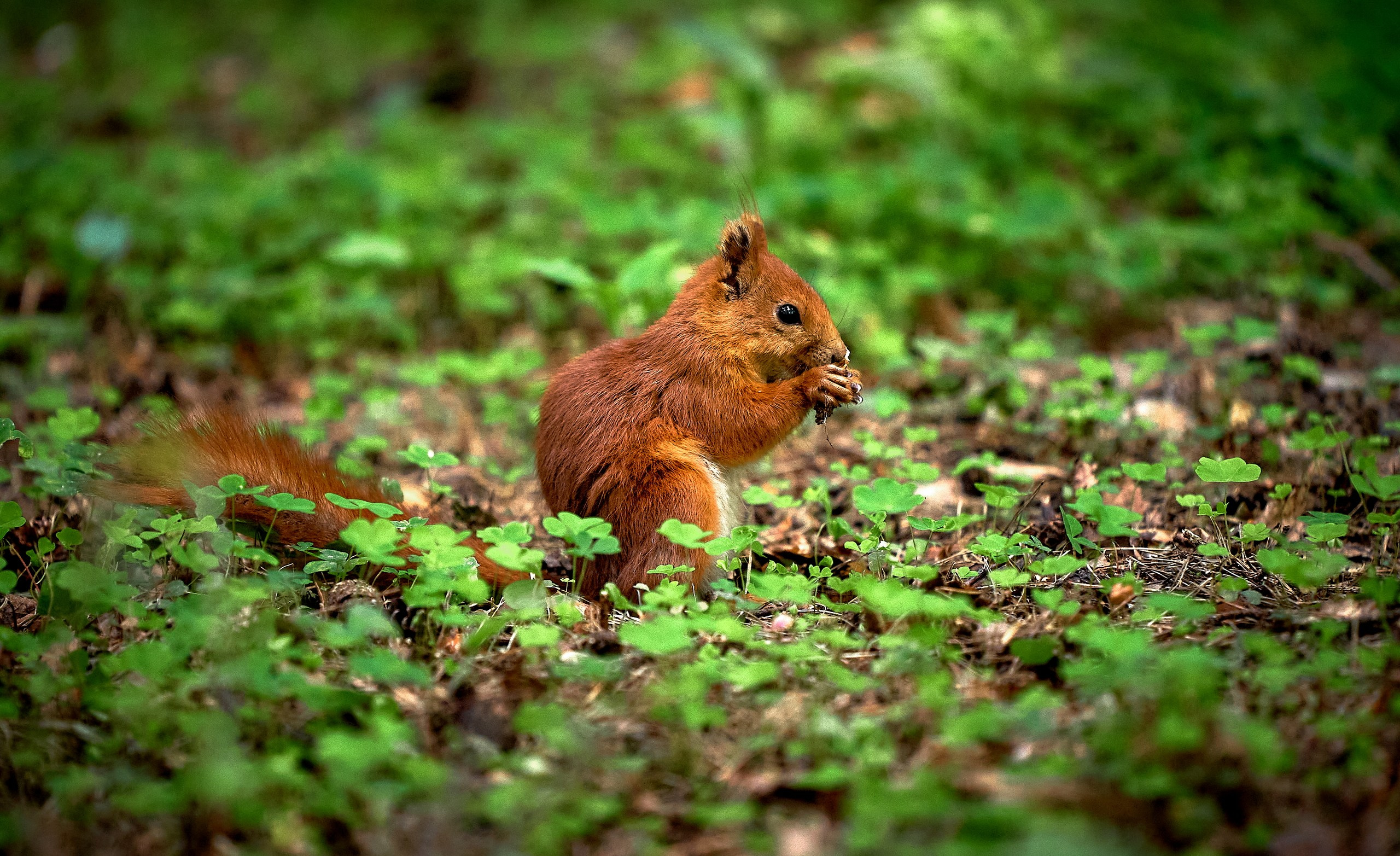 Животные — галерея NATRIEL