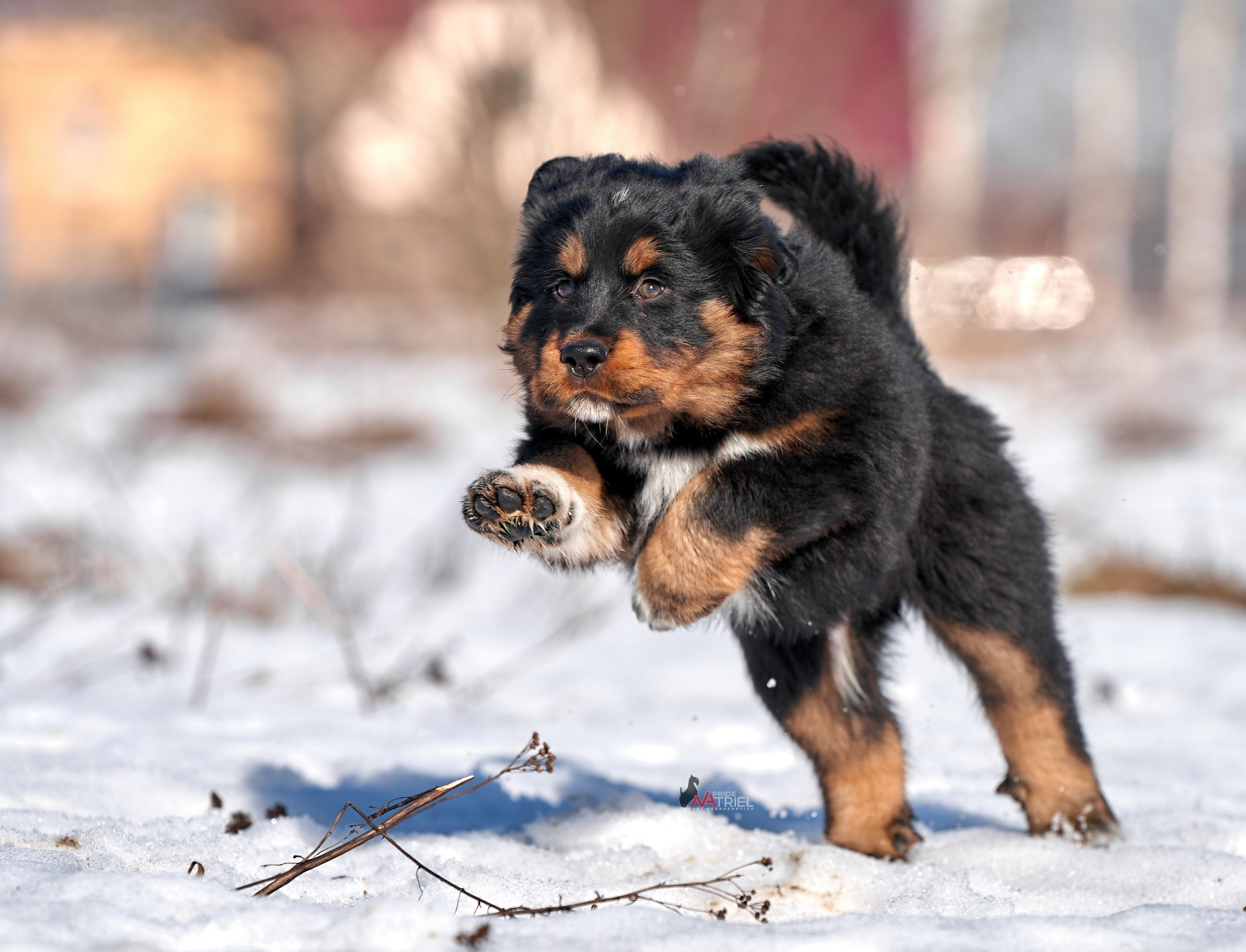 Щенки на прогулке — галерея NATRIEL