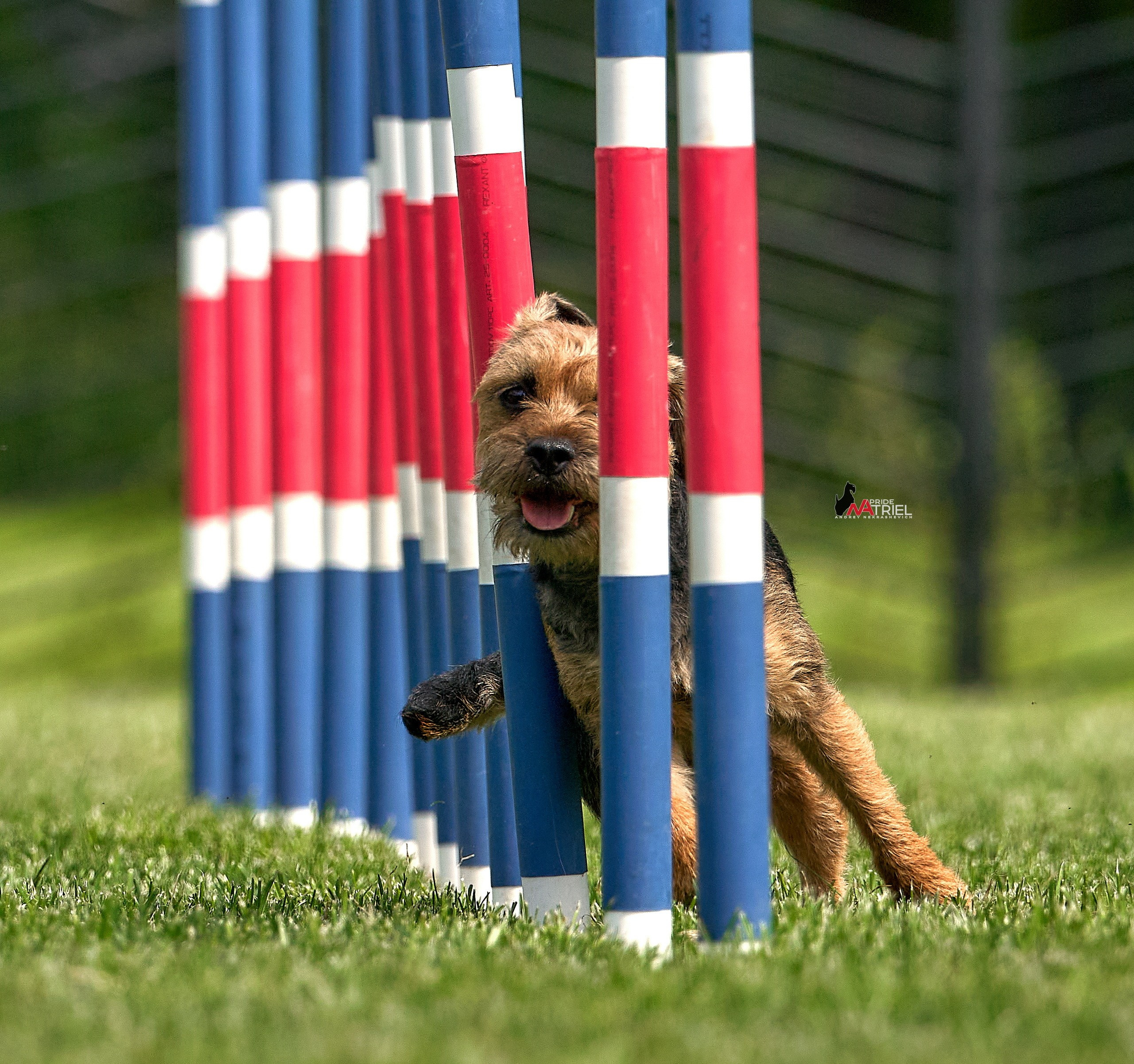 Аджилити — галерея NATRIEL