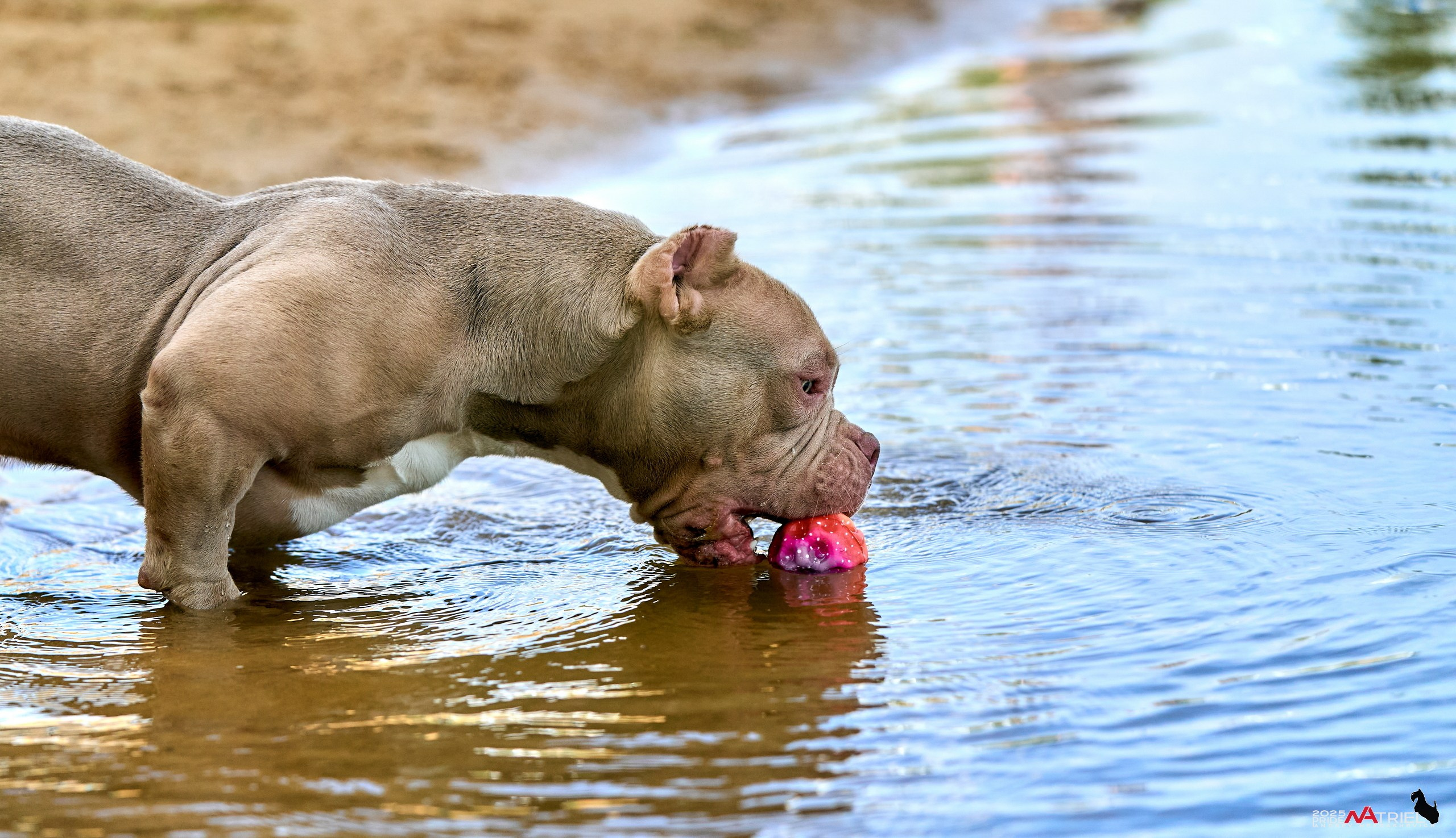 Съемка собак породы булли на природе