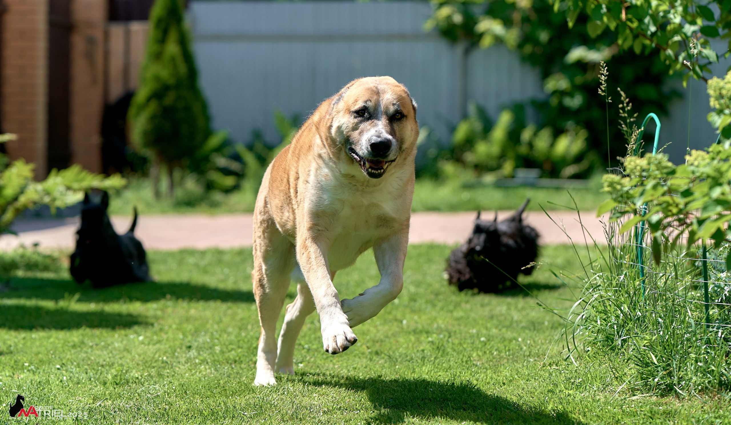 Алабаи и скотч-терьеры в питомнике у Ольги