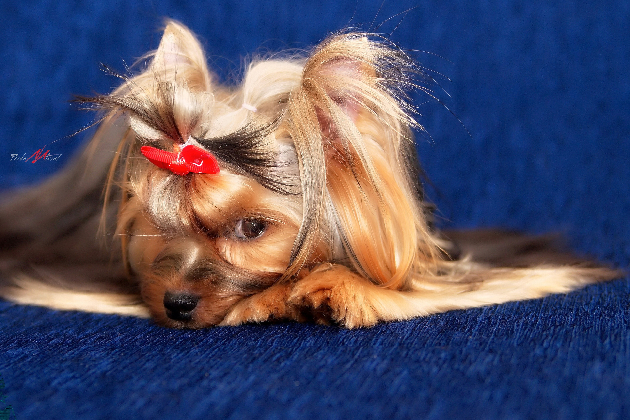 Йоркширский терьер Циля