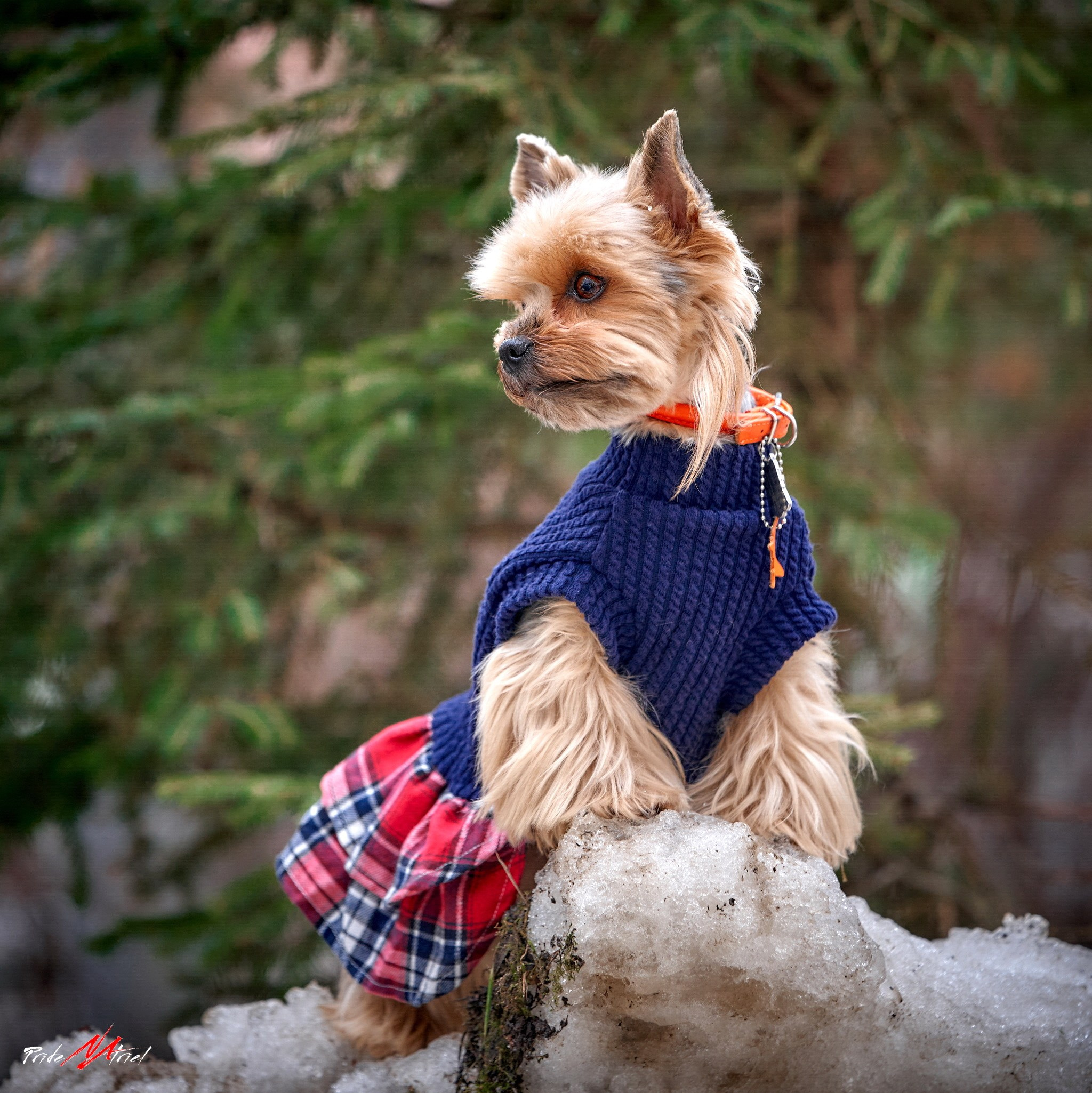 Йоркширский терьер Циля
