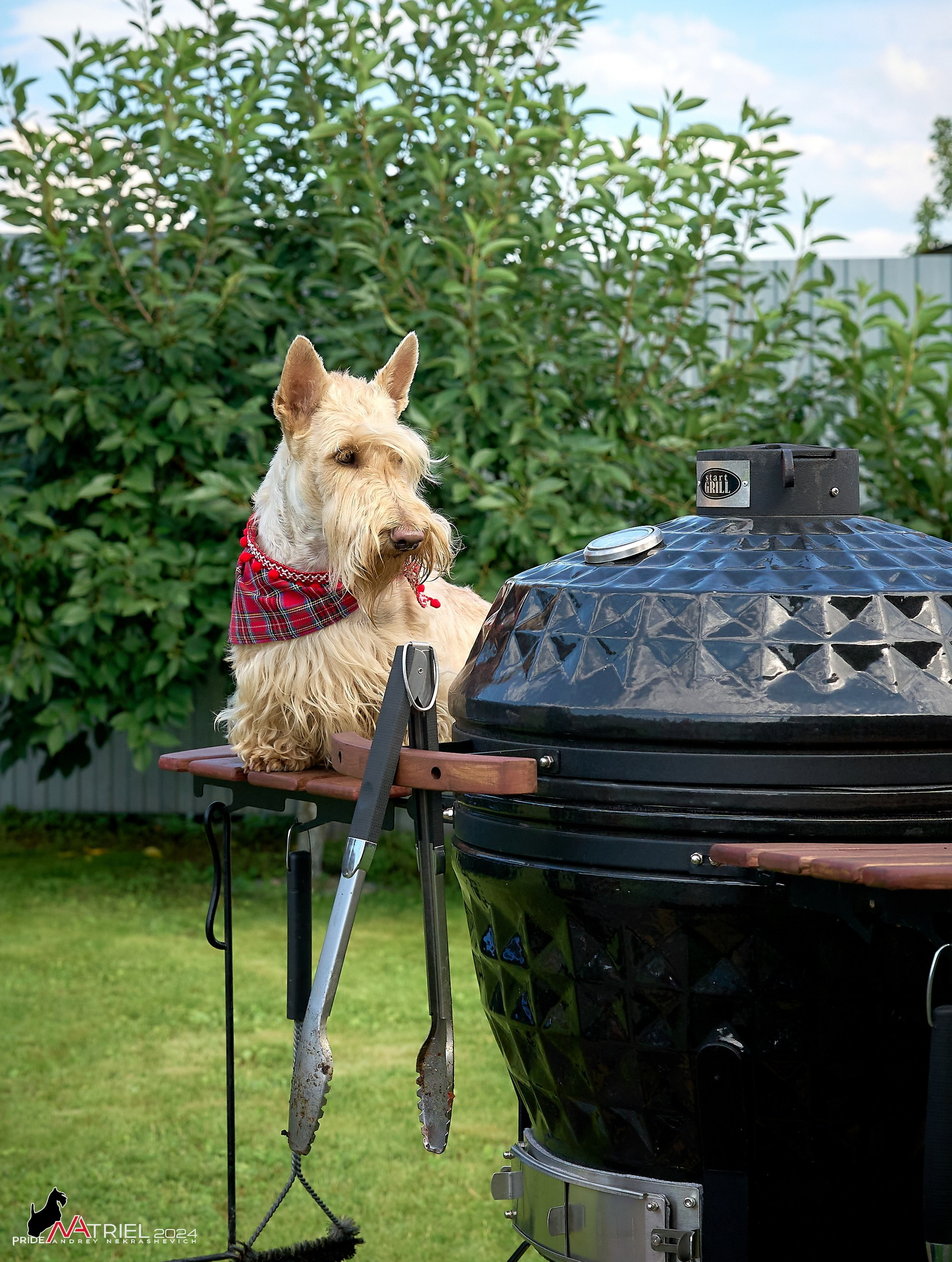 Скотчесемья «ИмпериалИти»