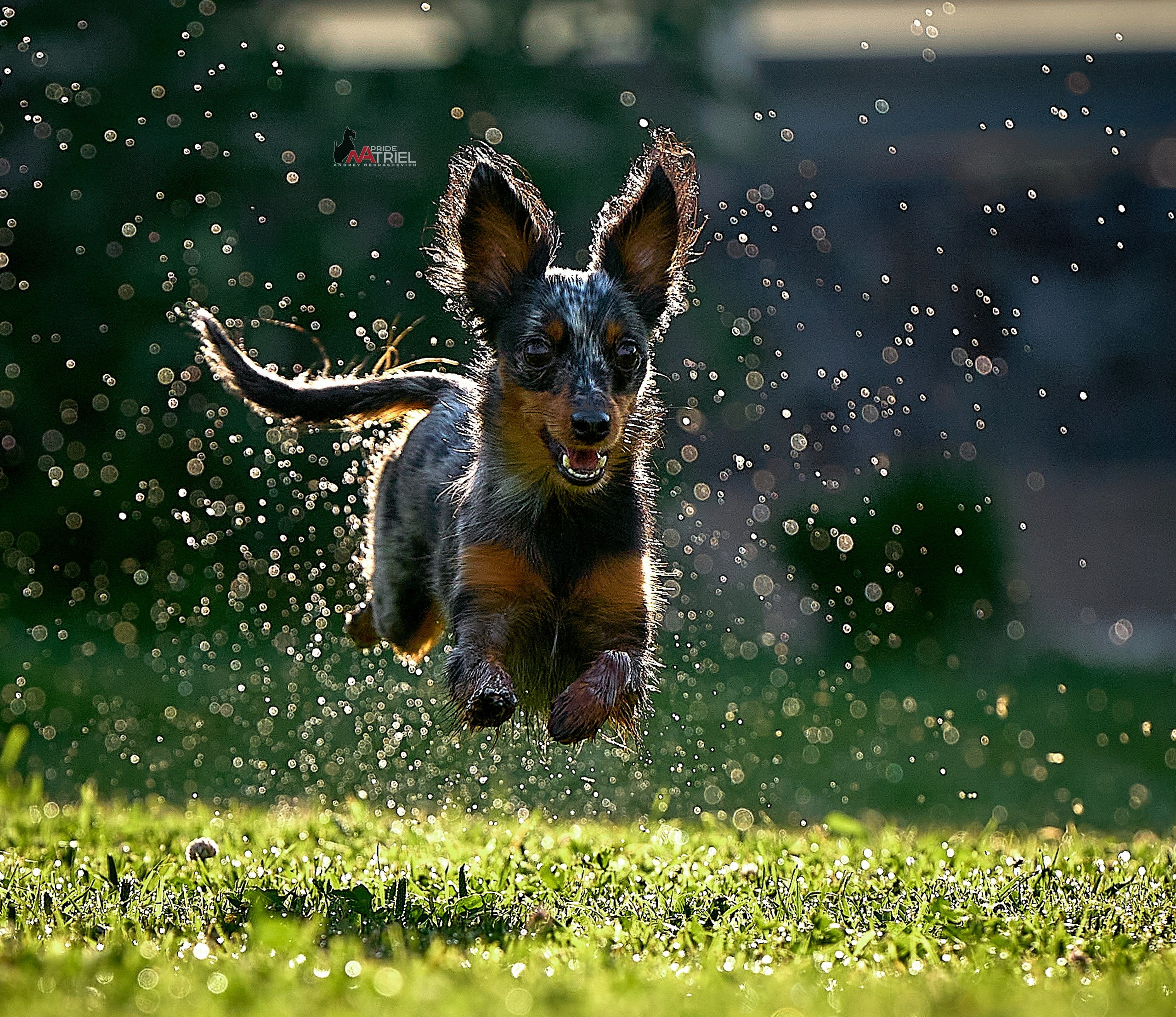 Прогулка в движении — галерея NATRIEL
