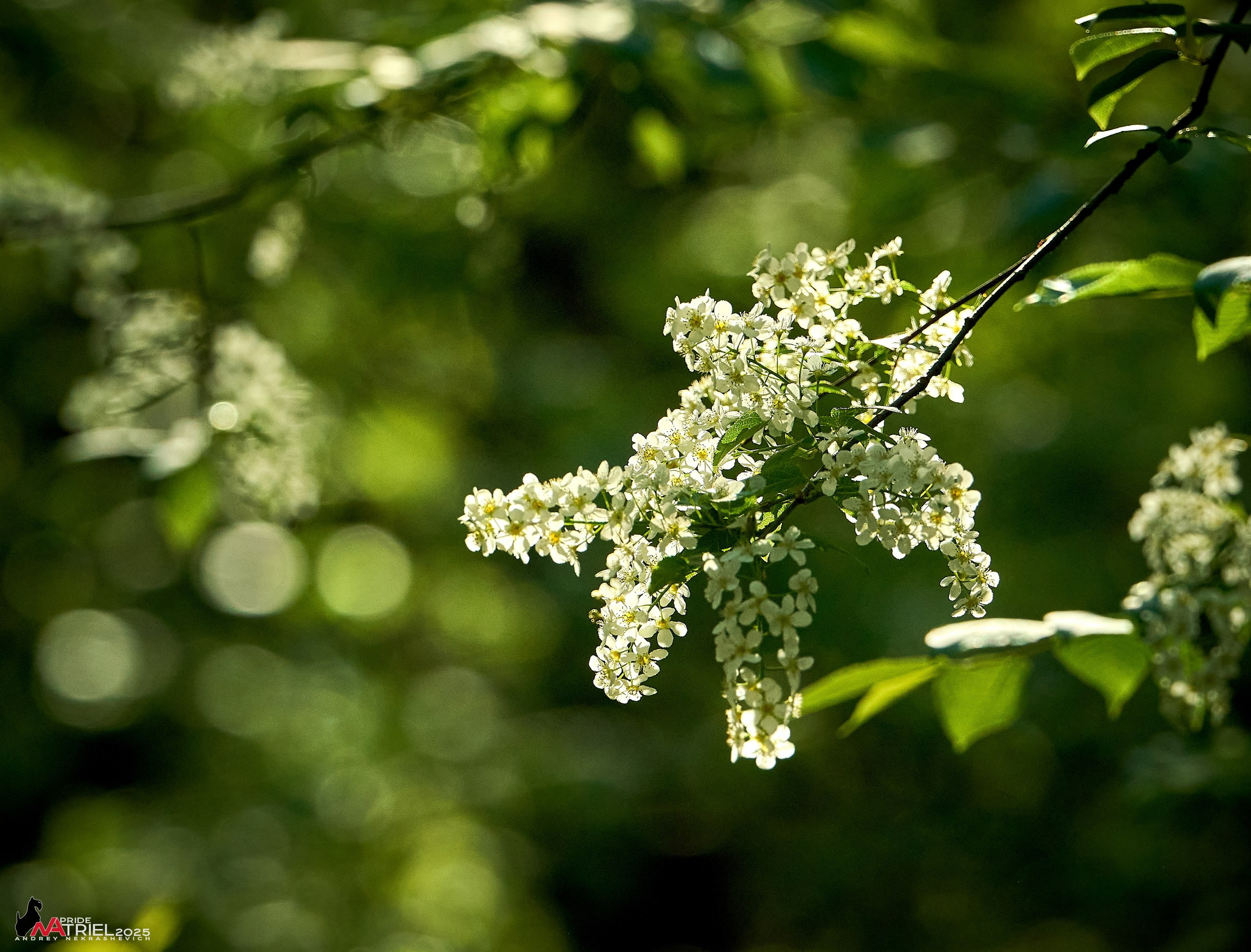 Съемка в майском лесу