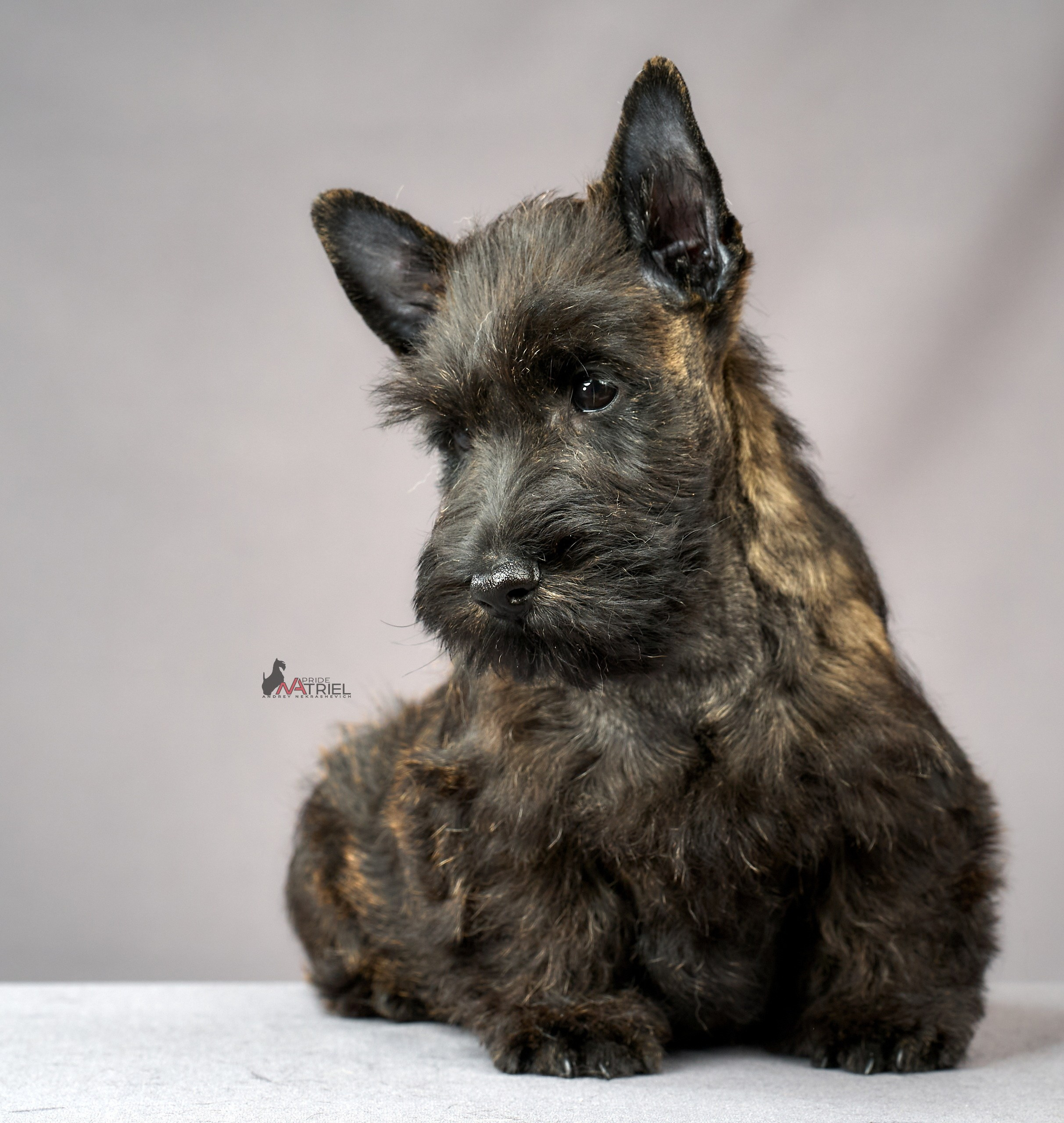 Съемка щенков скотч-терьеров