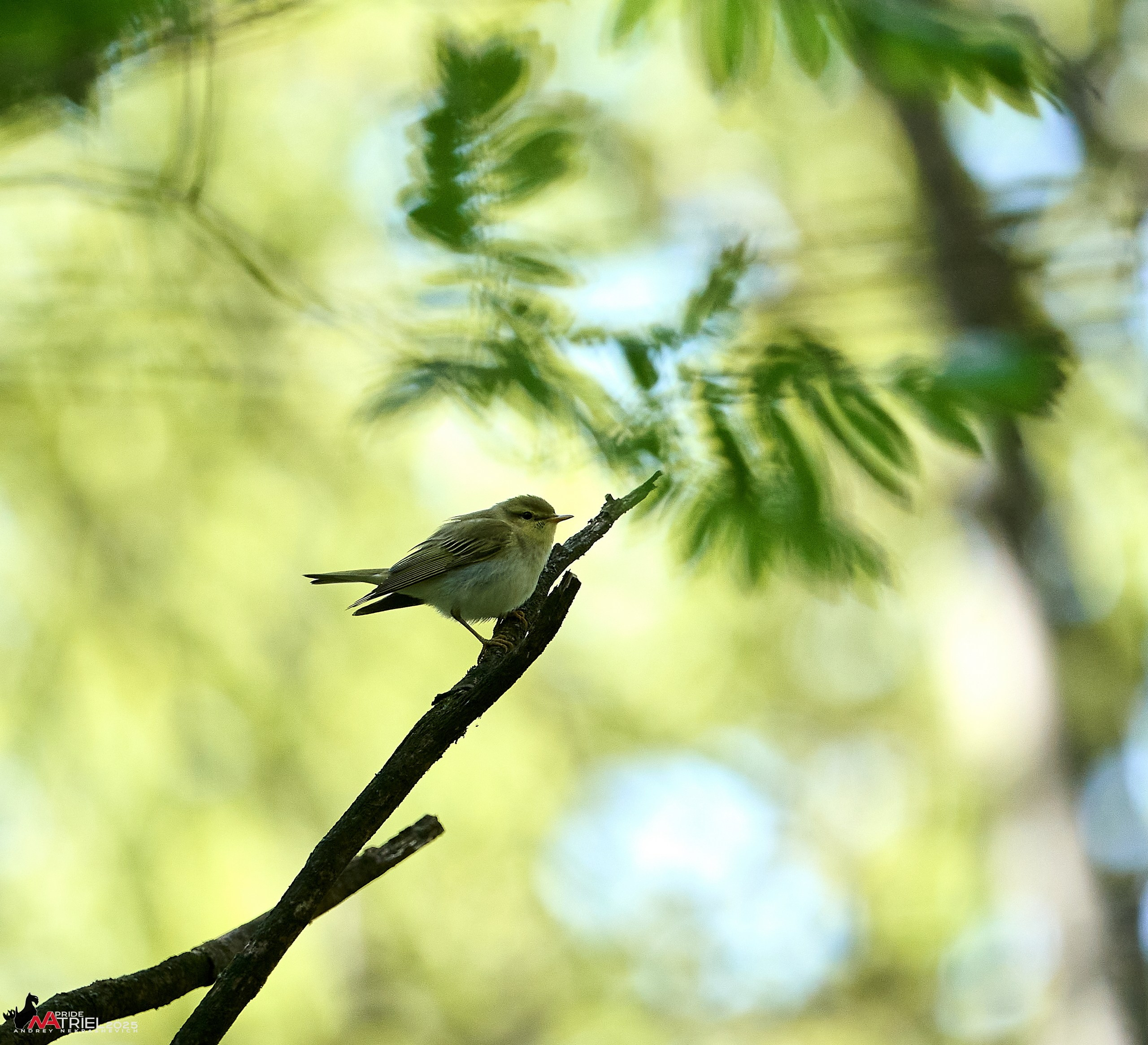 Съемка в майском лесу