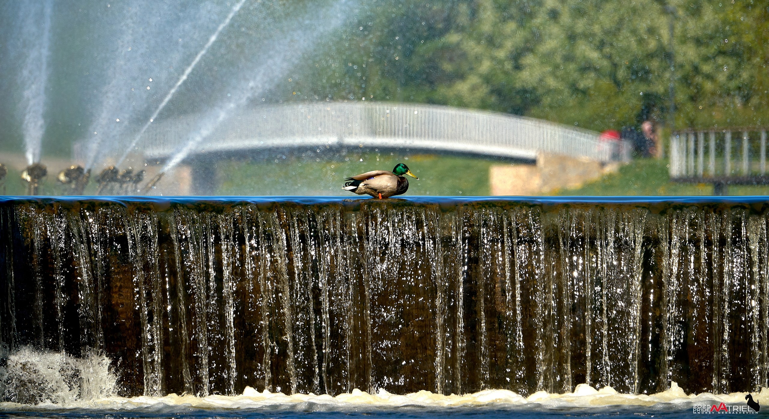Птички и цветочки