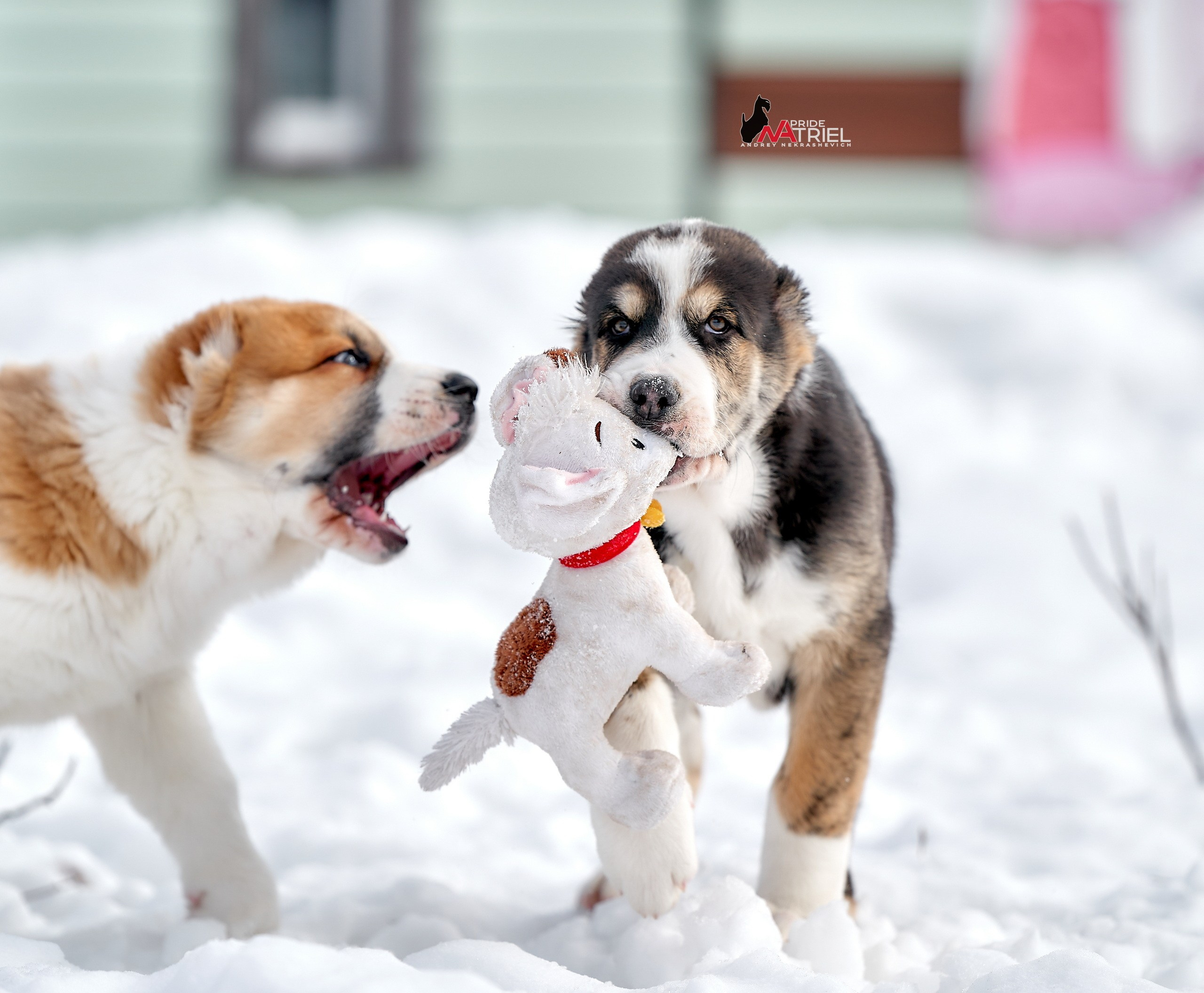 Щенки на прогулке — галерея NATRIEL