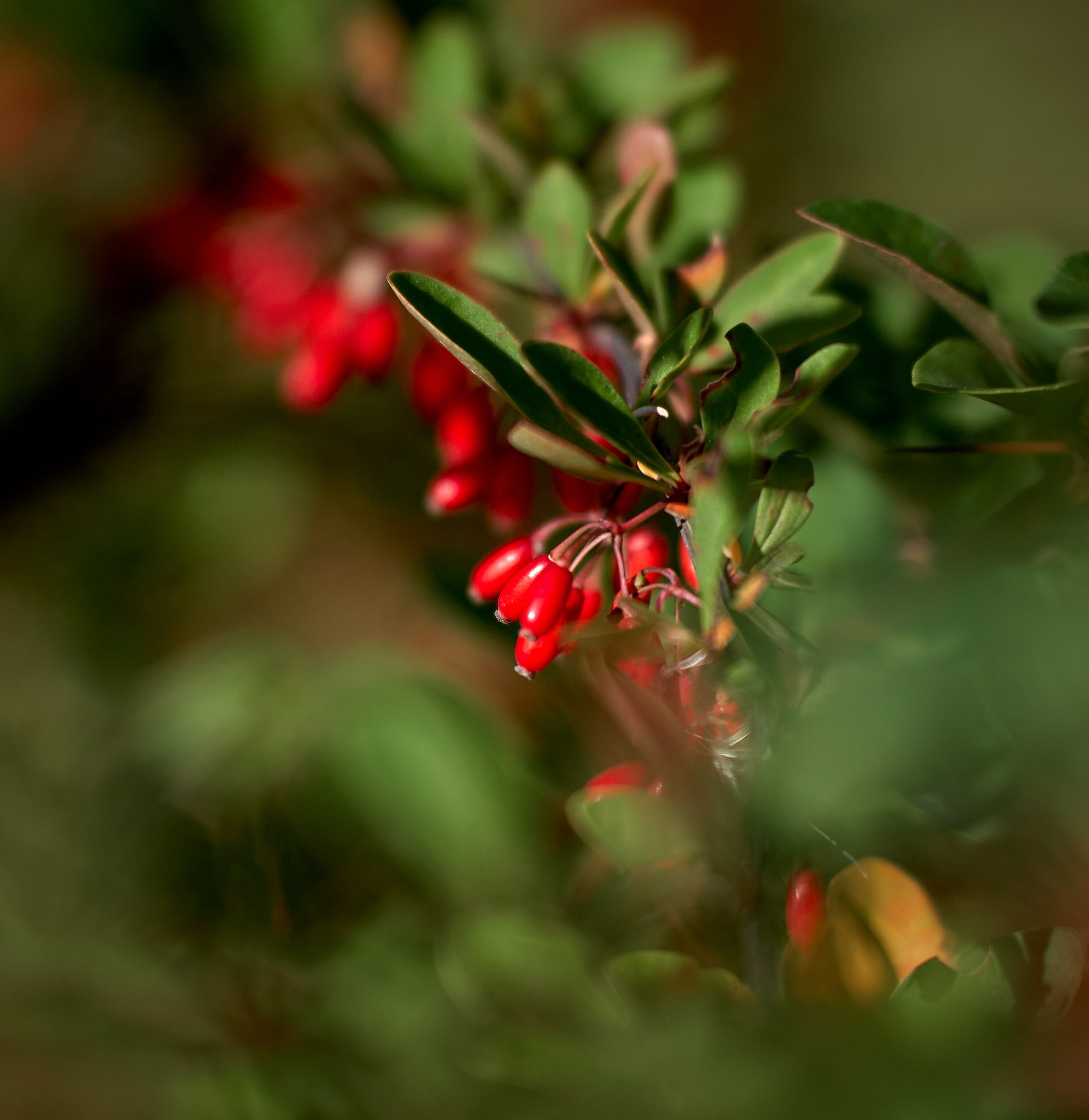 Лютики-цветочки — галерея NATRIEL