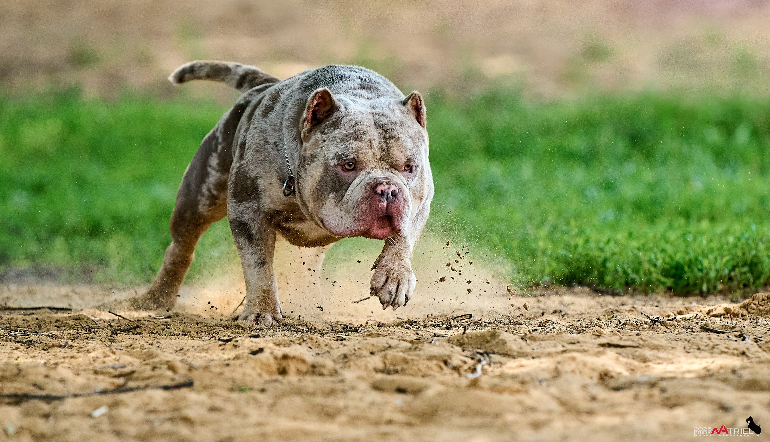 Съемка собак породы булли на природе