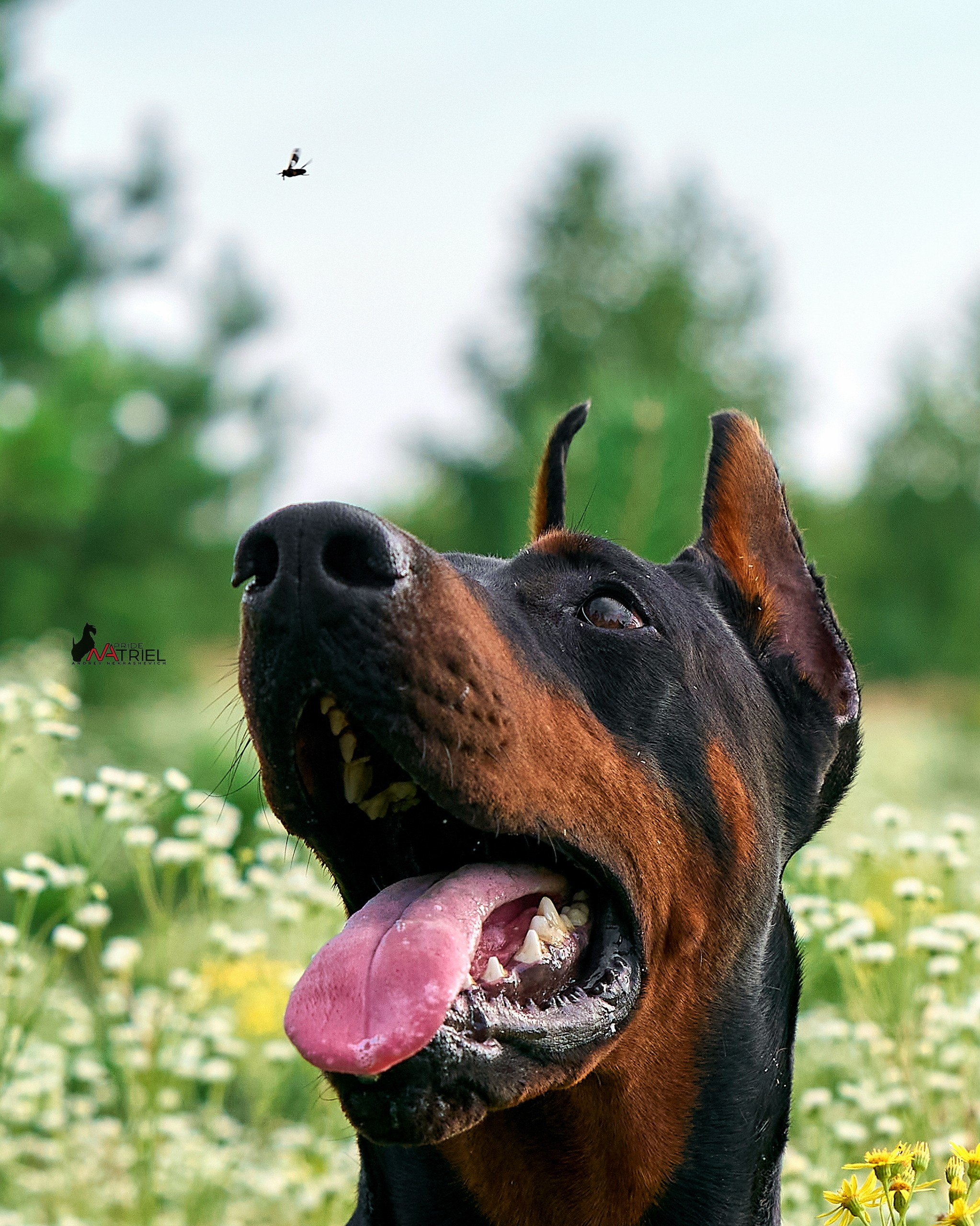 Портреты собак — галерея NATRIEL