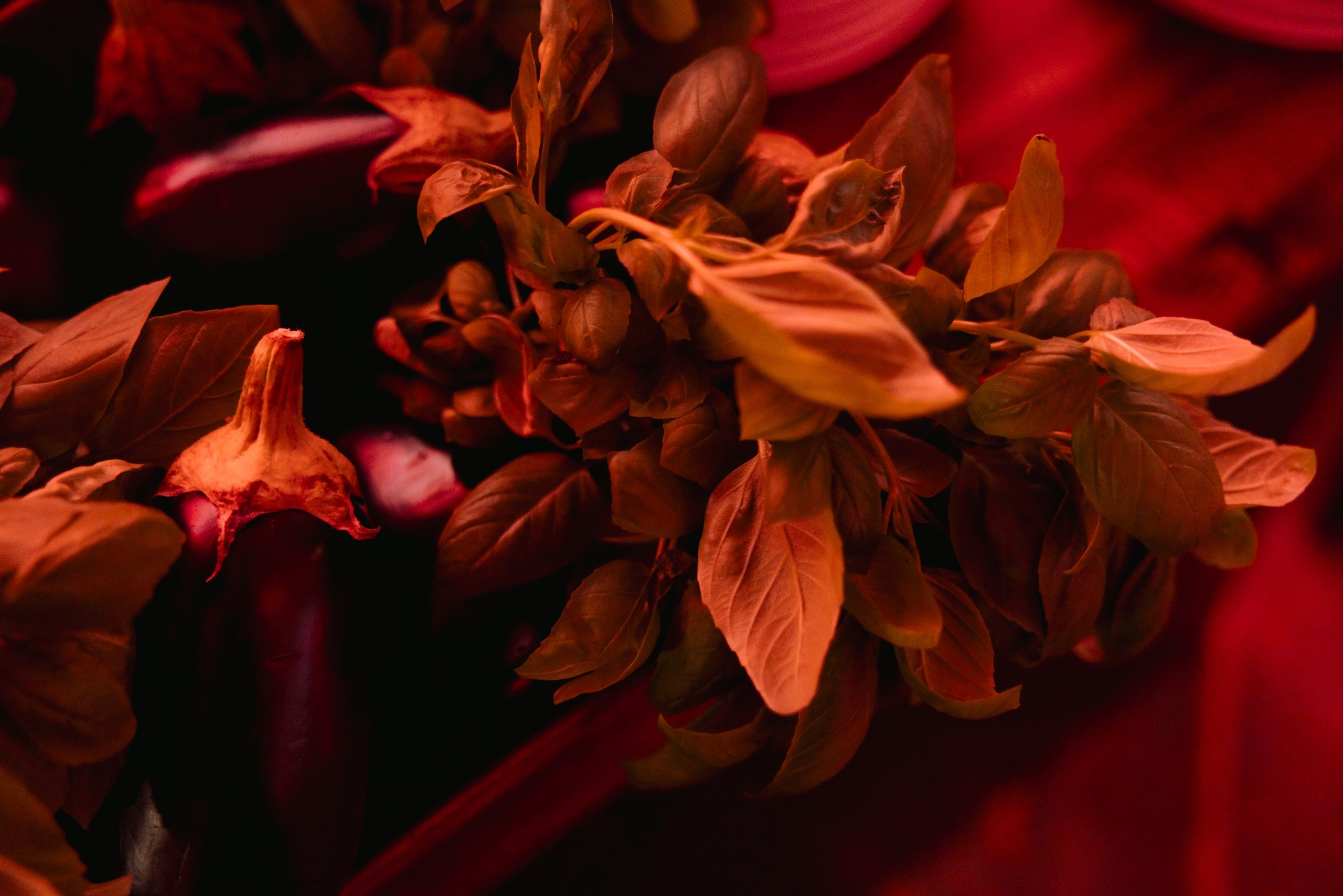 Megustro. Night2Day Санкт-Петербург