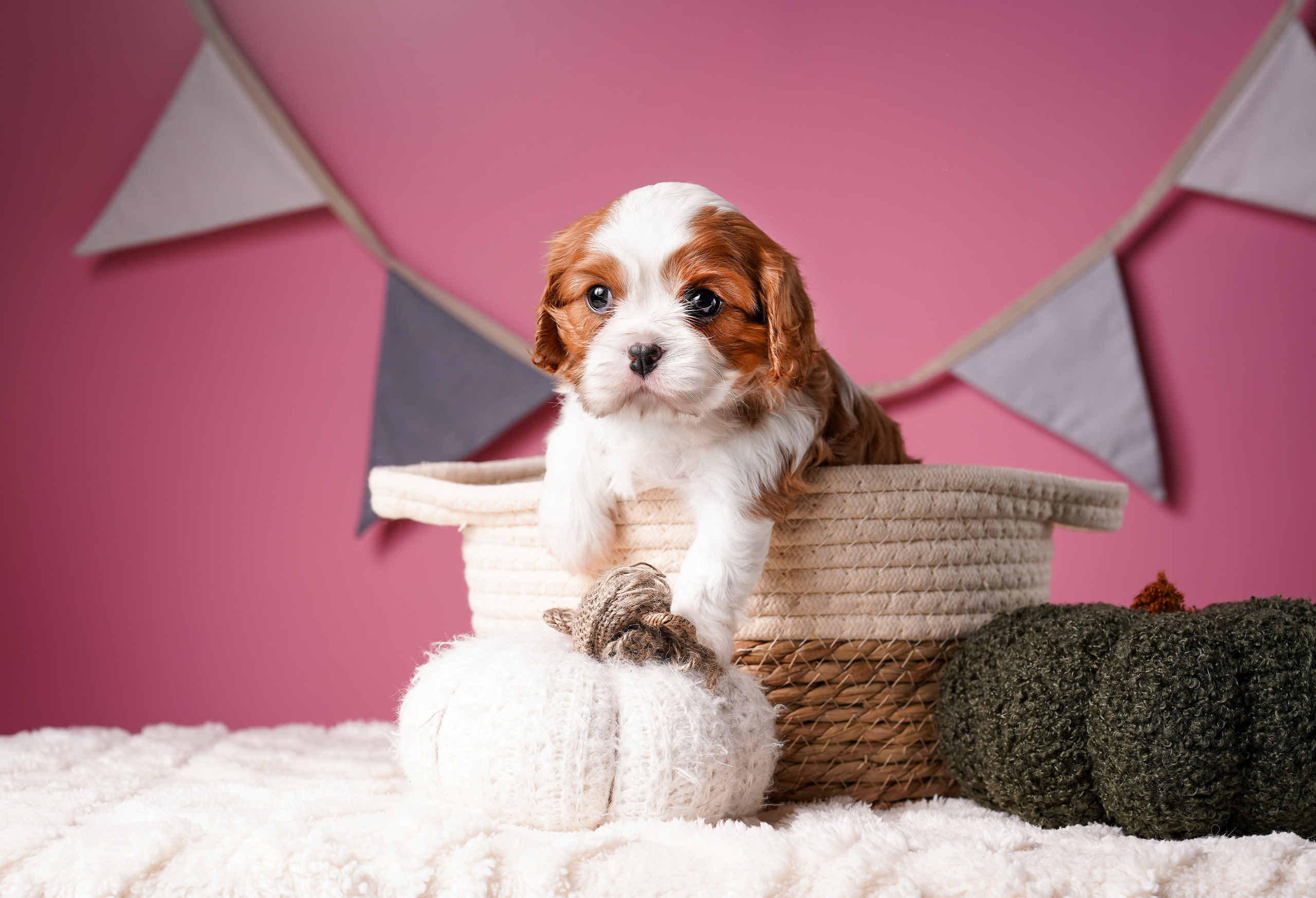Щенки кавалера. Фотограф-анималист в Санкт-Петербурге Яна Мартынова