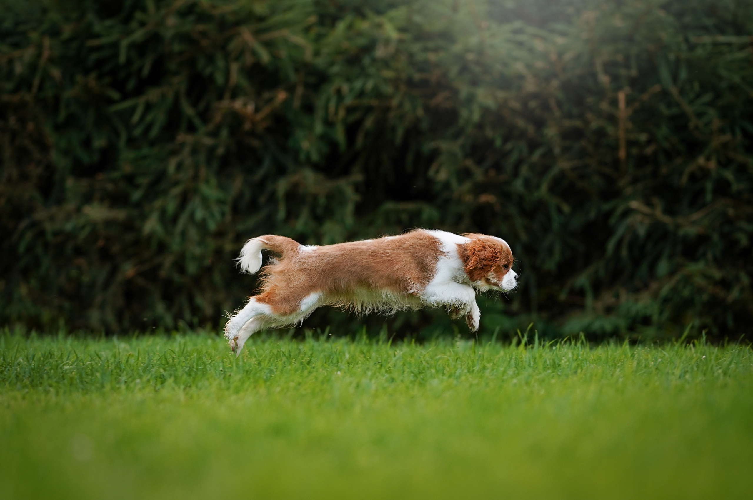Щенуля кавалера. Фотограф-анималист в Санкт-Петербурге Яна Мартынова