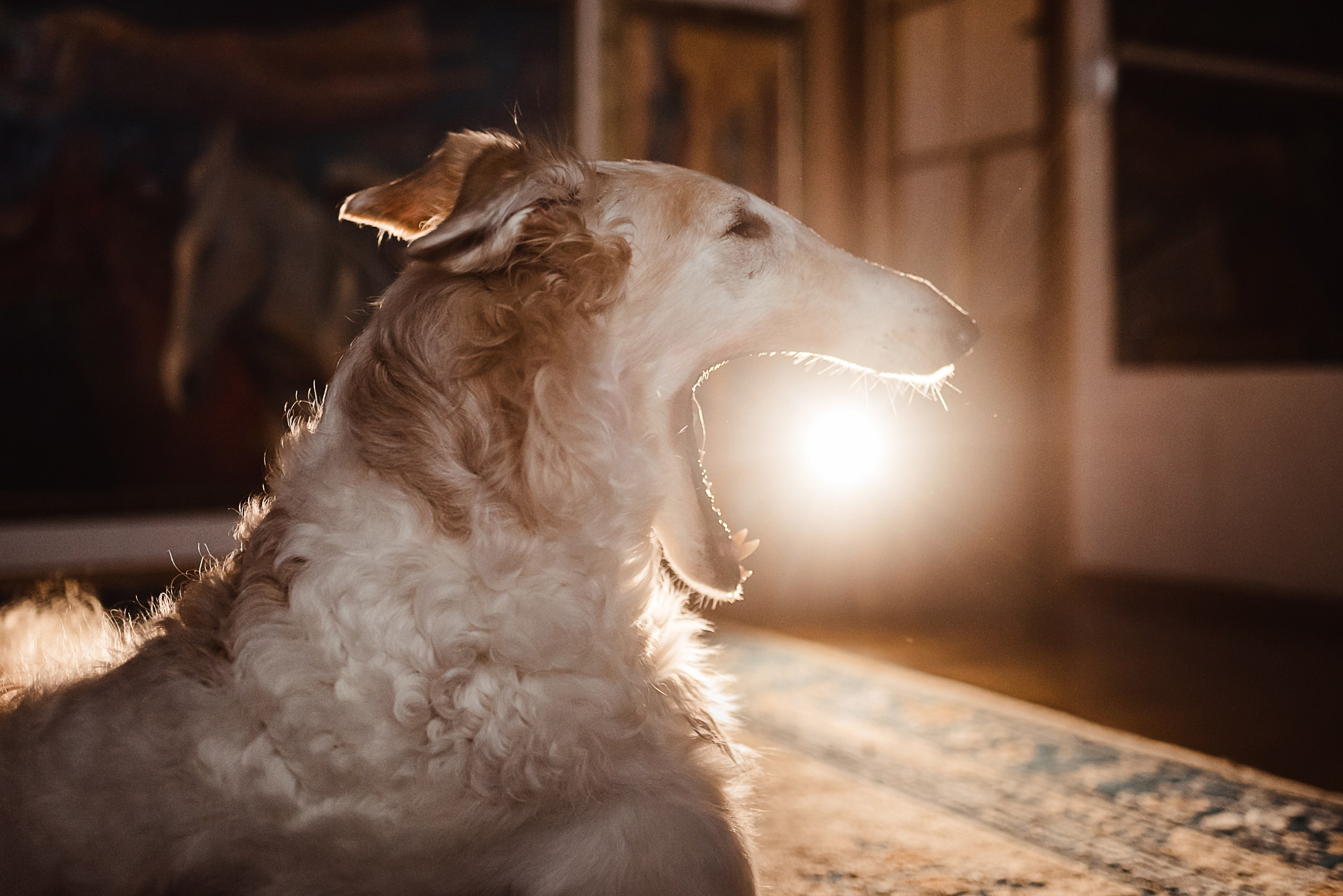 Квартира с картинами. Алиса, Андрей и их пушистая семья. Семейный Фотограф в Москве Ирина Хохлова