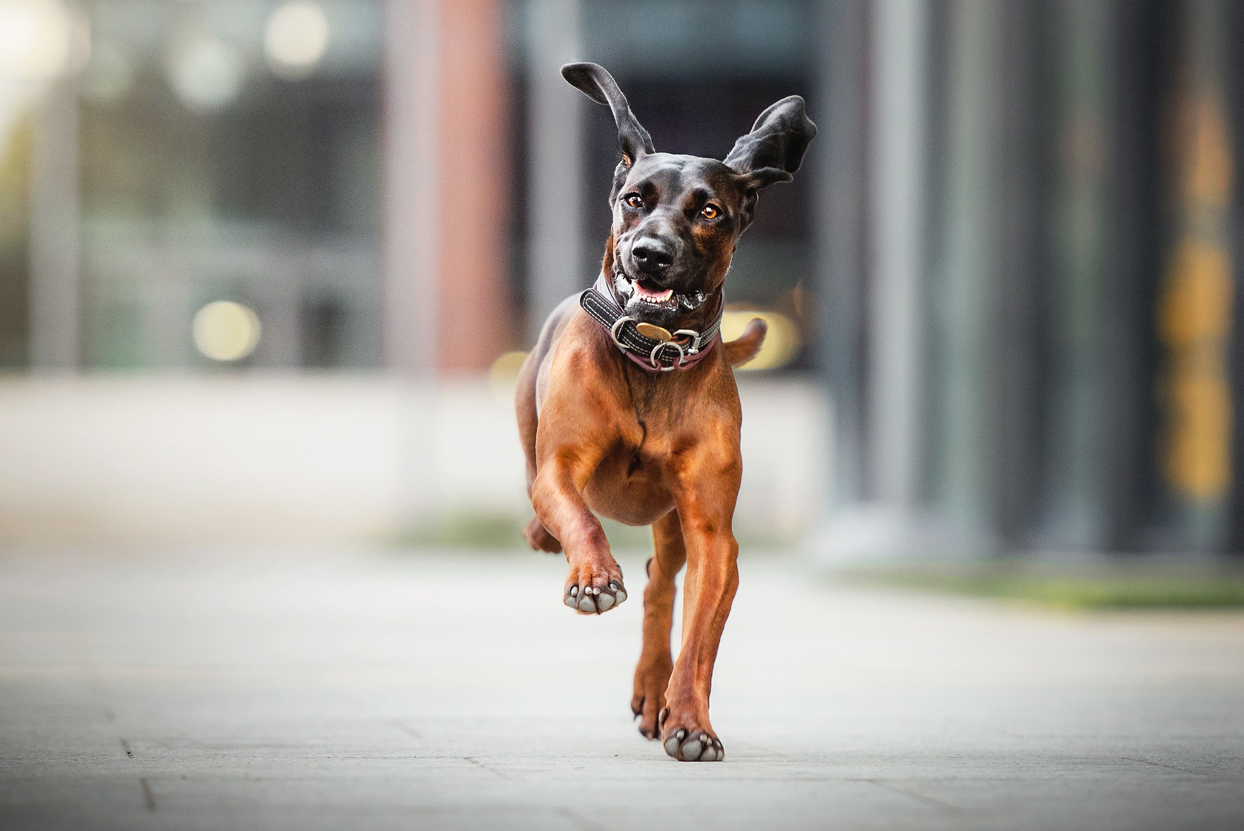 Катя, Дима и Дакота. Городская Love Story. Семейный Фотограф в Москве Ирина Хохлова