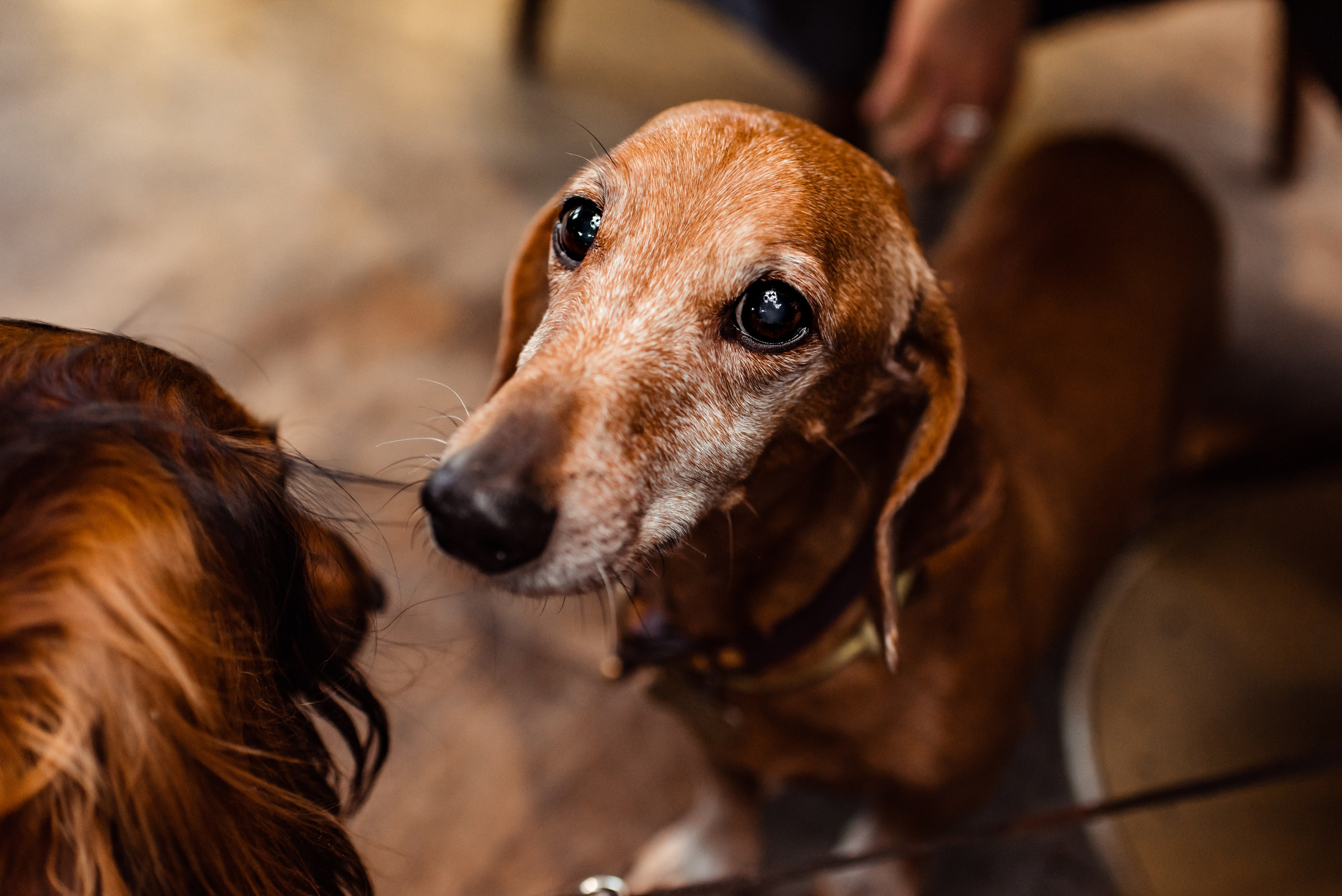 Таксы на Красной площади. Семейный Фотограф в Москве Ирина Хохлова