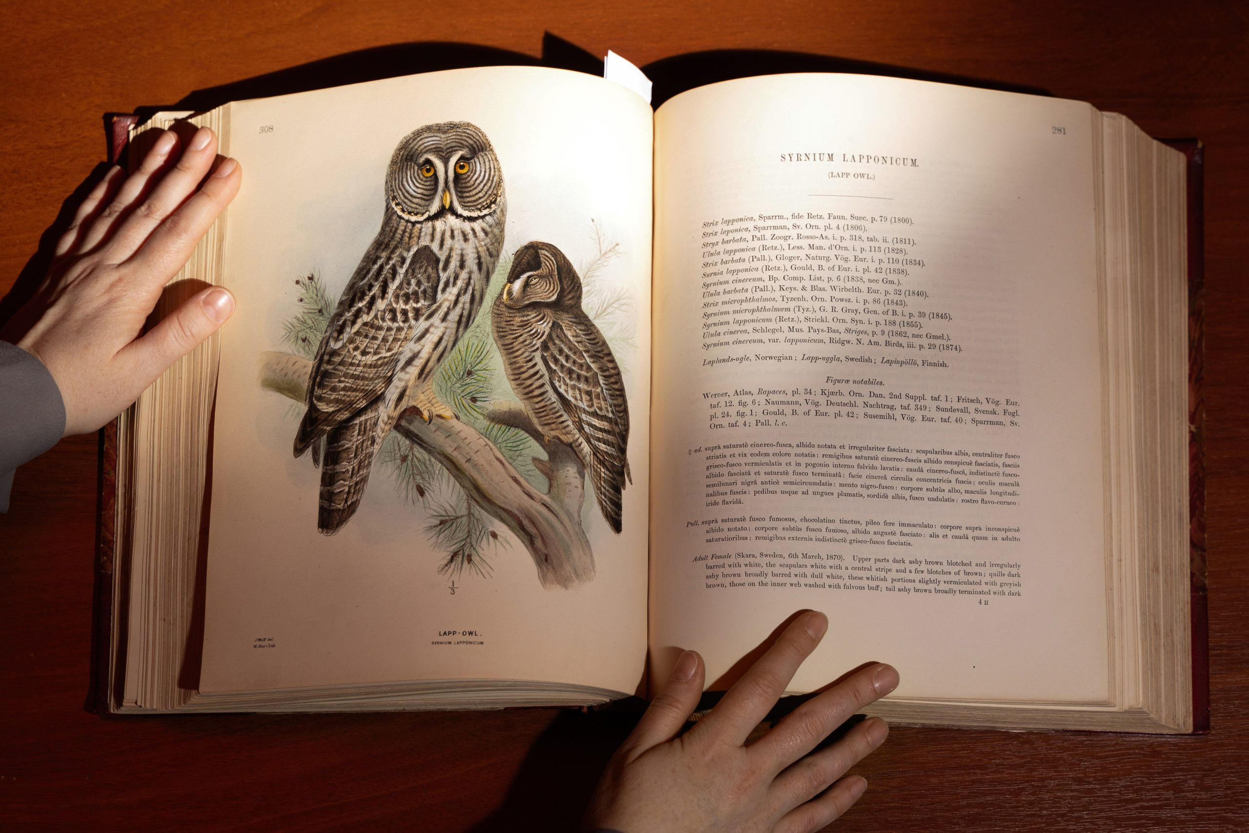 НГОНБ 95 лет. Фотограф НСК-Кем-СПБ Александра Фомич