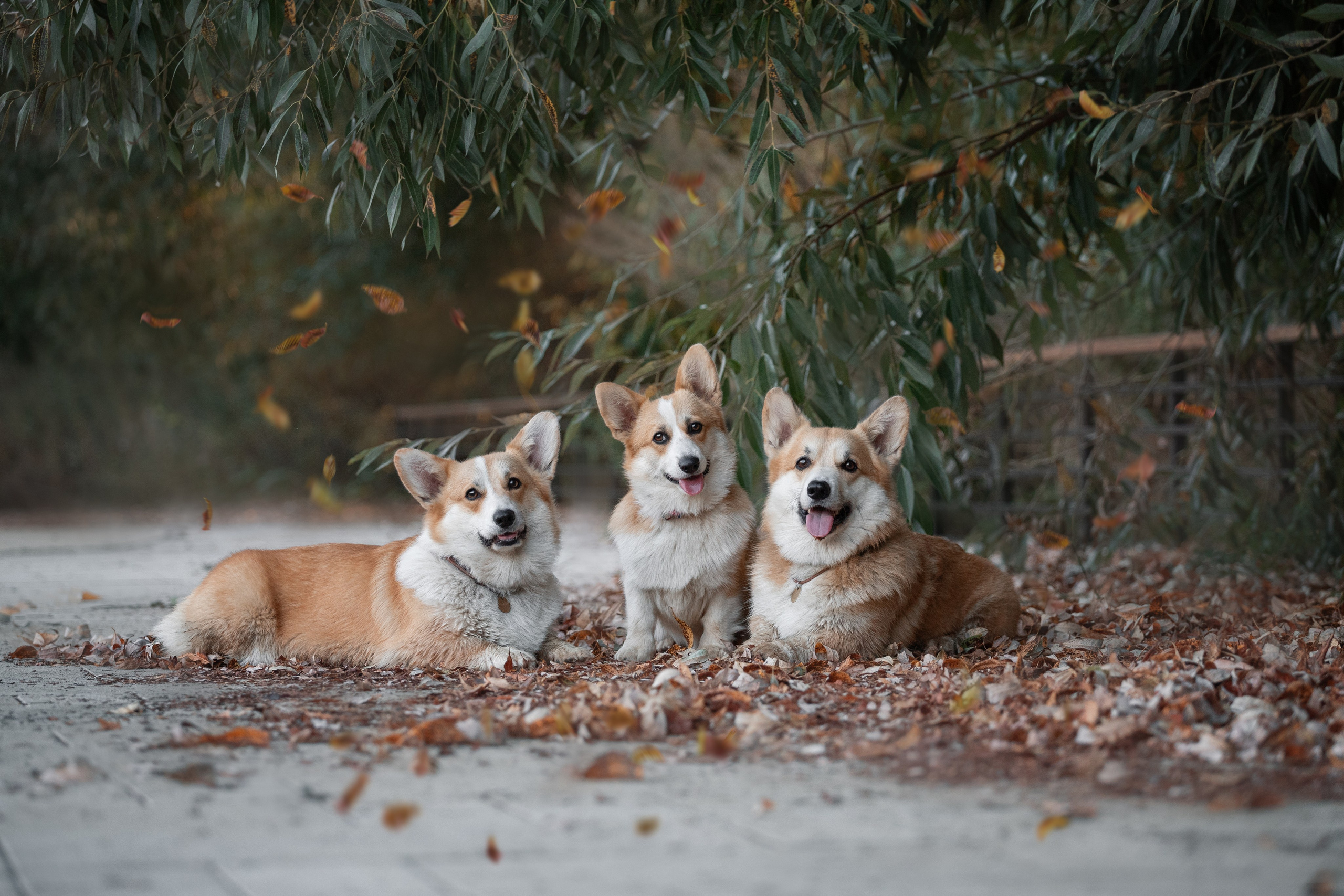 Фотосъёмка собак. Семейный и анималист фотограф в Переславле Анастасия Гусева