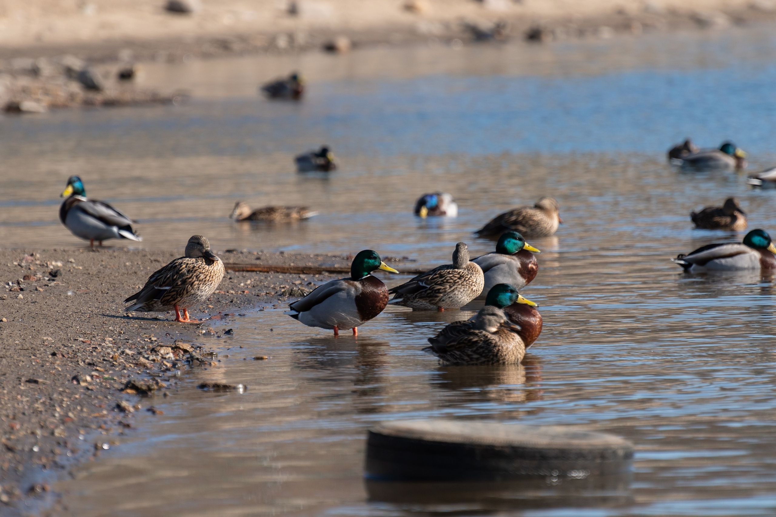 20220320 Коломенское. Дмитрий Ремизов. Фотография, как хобби