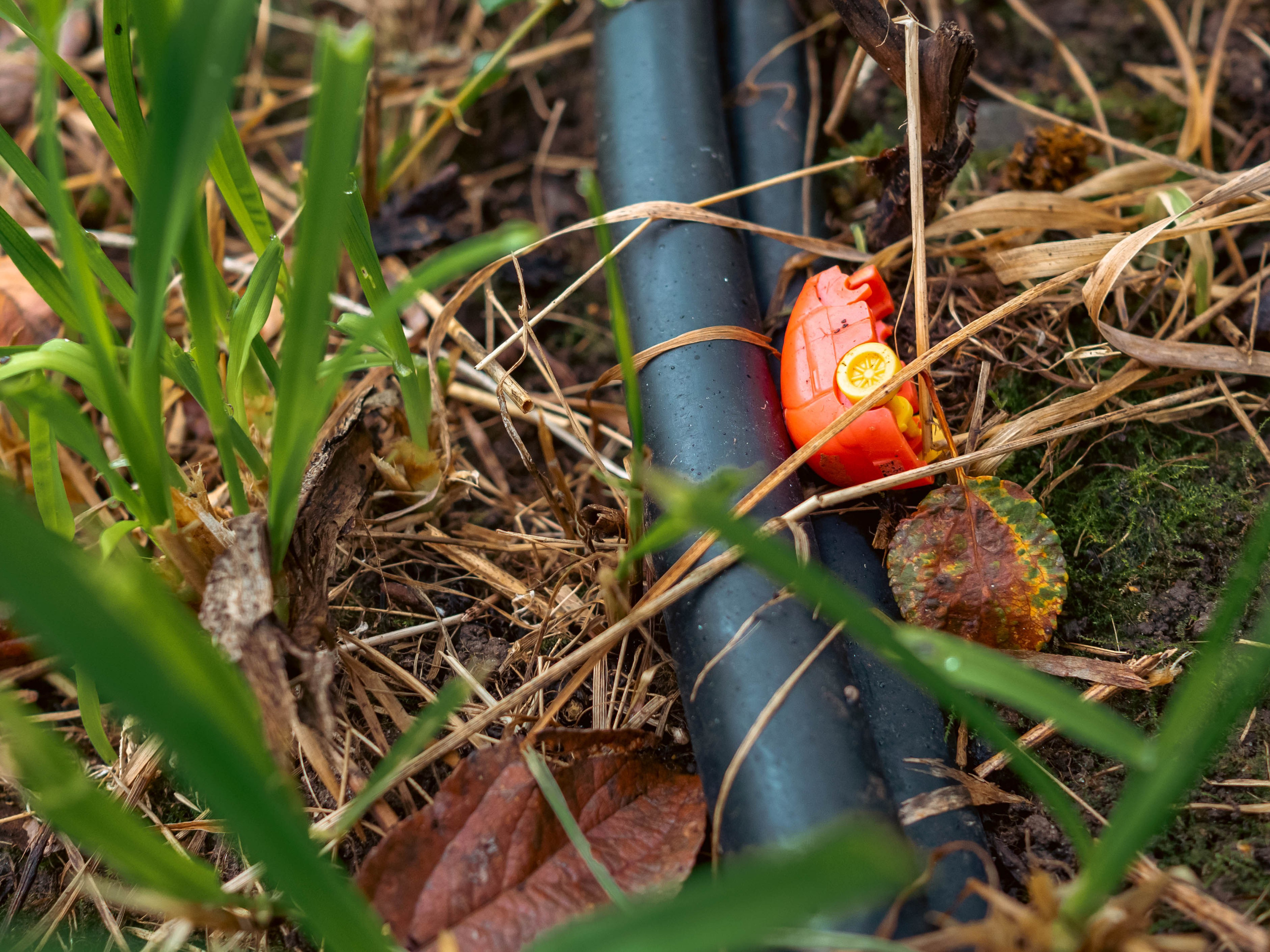 20230916 Дача. Дмитрий Ремизов. Фотография, как хобби