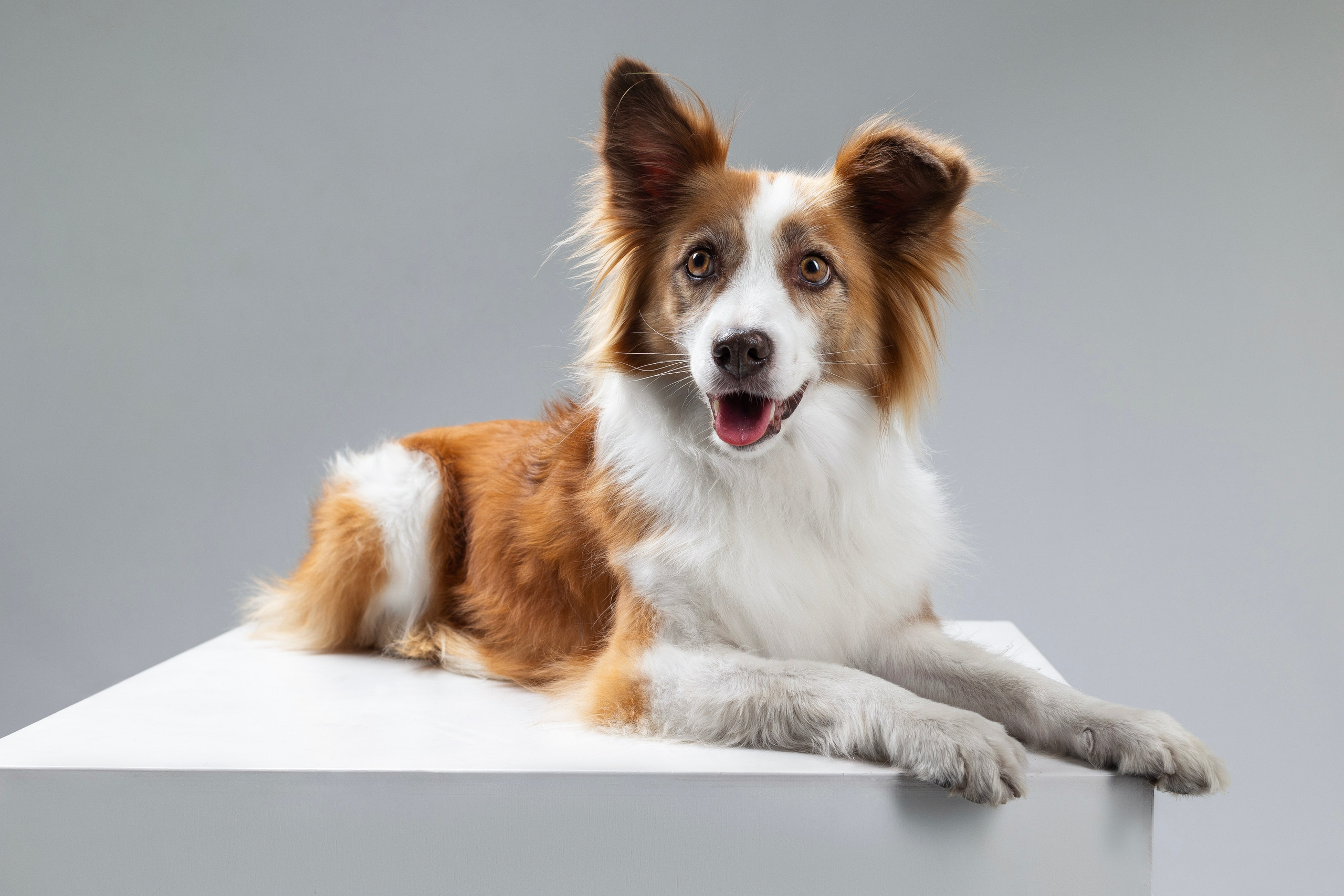 Беатрисс и бордер Вивьен в студии. Фотограф анималист в Москве Майорова Евгения