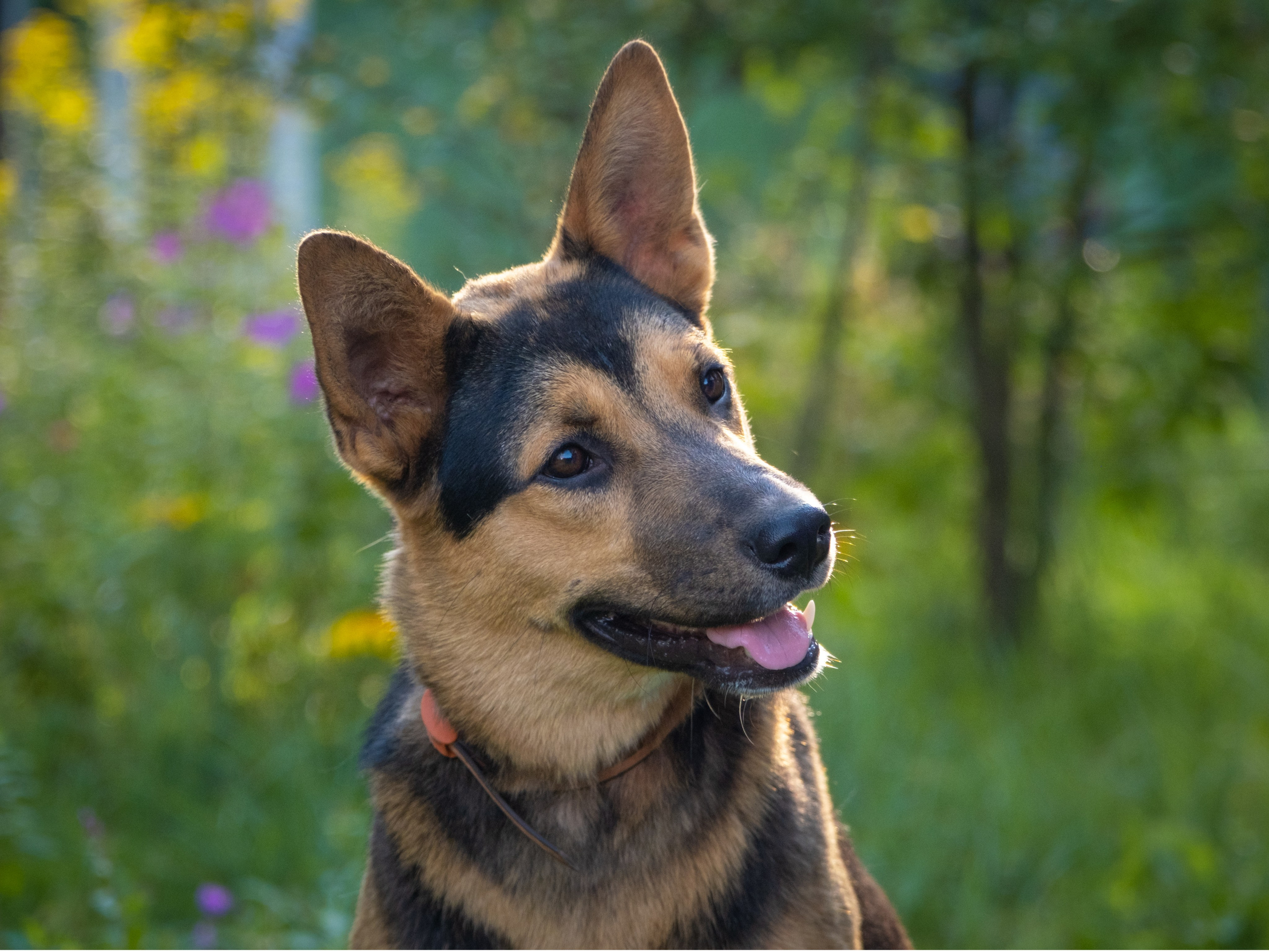 Альфа и Вафля для Екатерины!. Зоофотограф, фотограф животных в Москве и области Дина Дамоцева