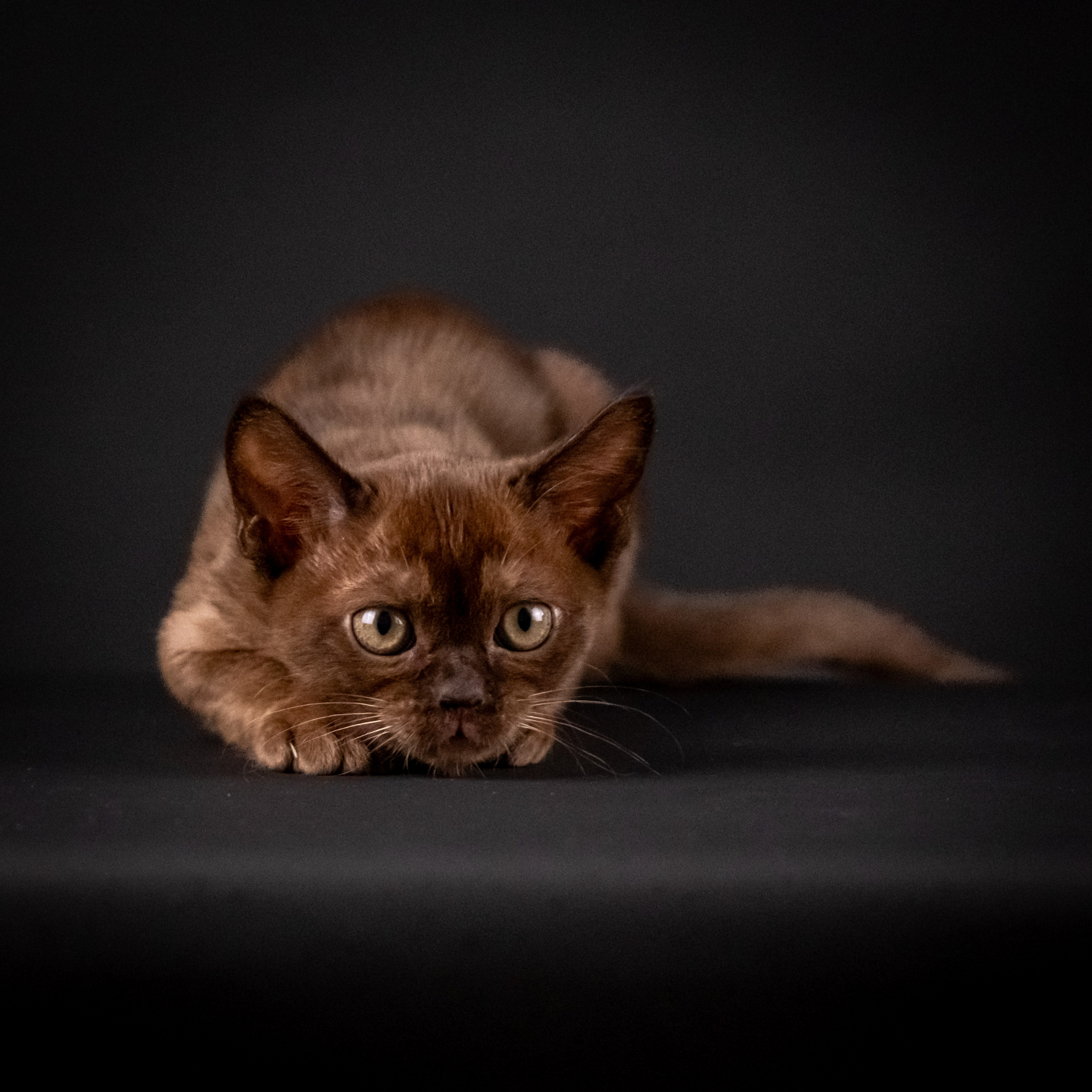 Бурмятки для Елены). Зоофотограф, фотограф животных в Москве и области Дина Дамоцева