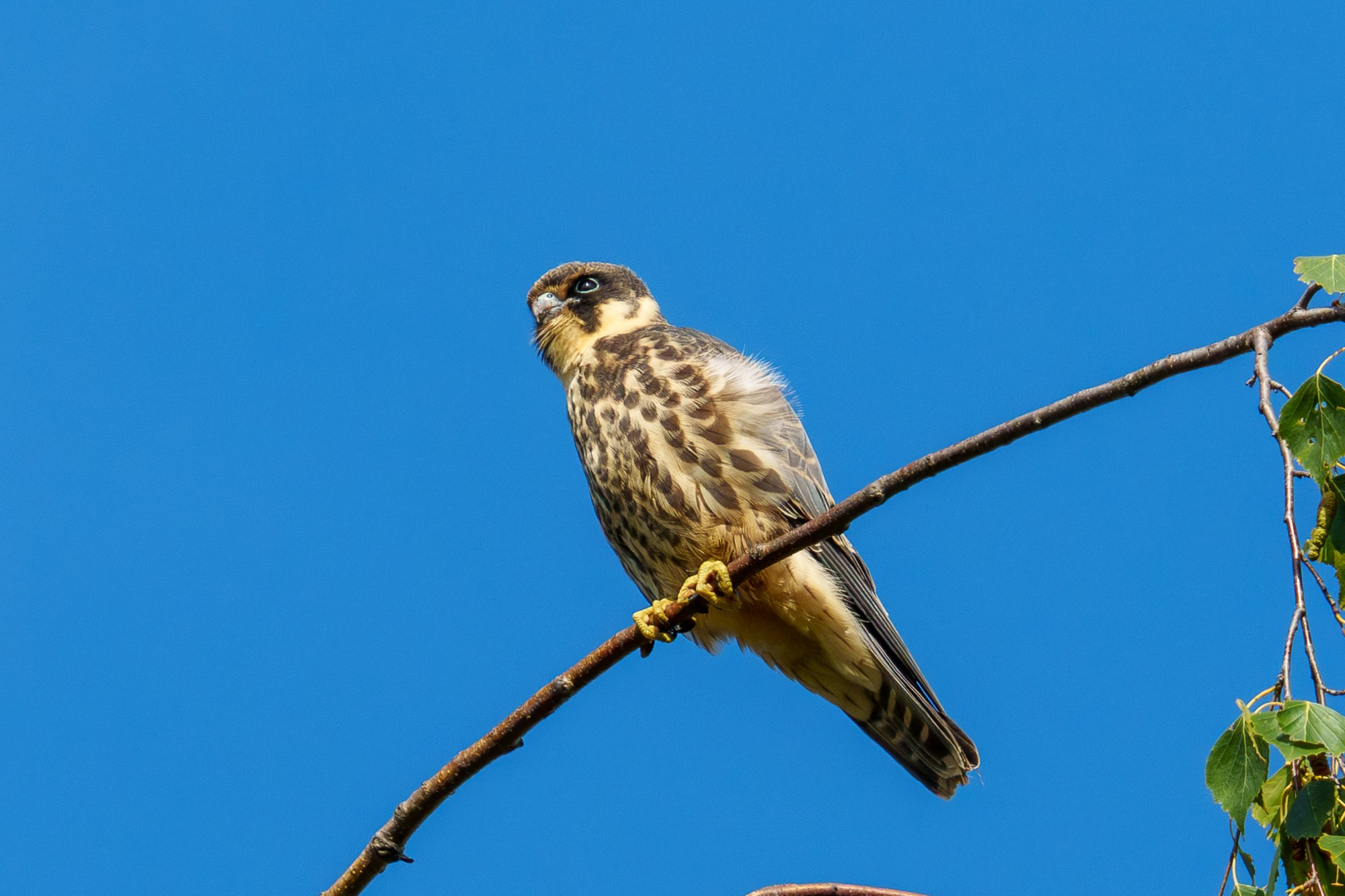 Удивительные мир птиц. Вокруг нас столько прекрасного — присмотритесь!. Ваш личный фотограф Марина Волкова