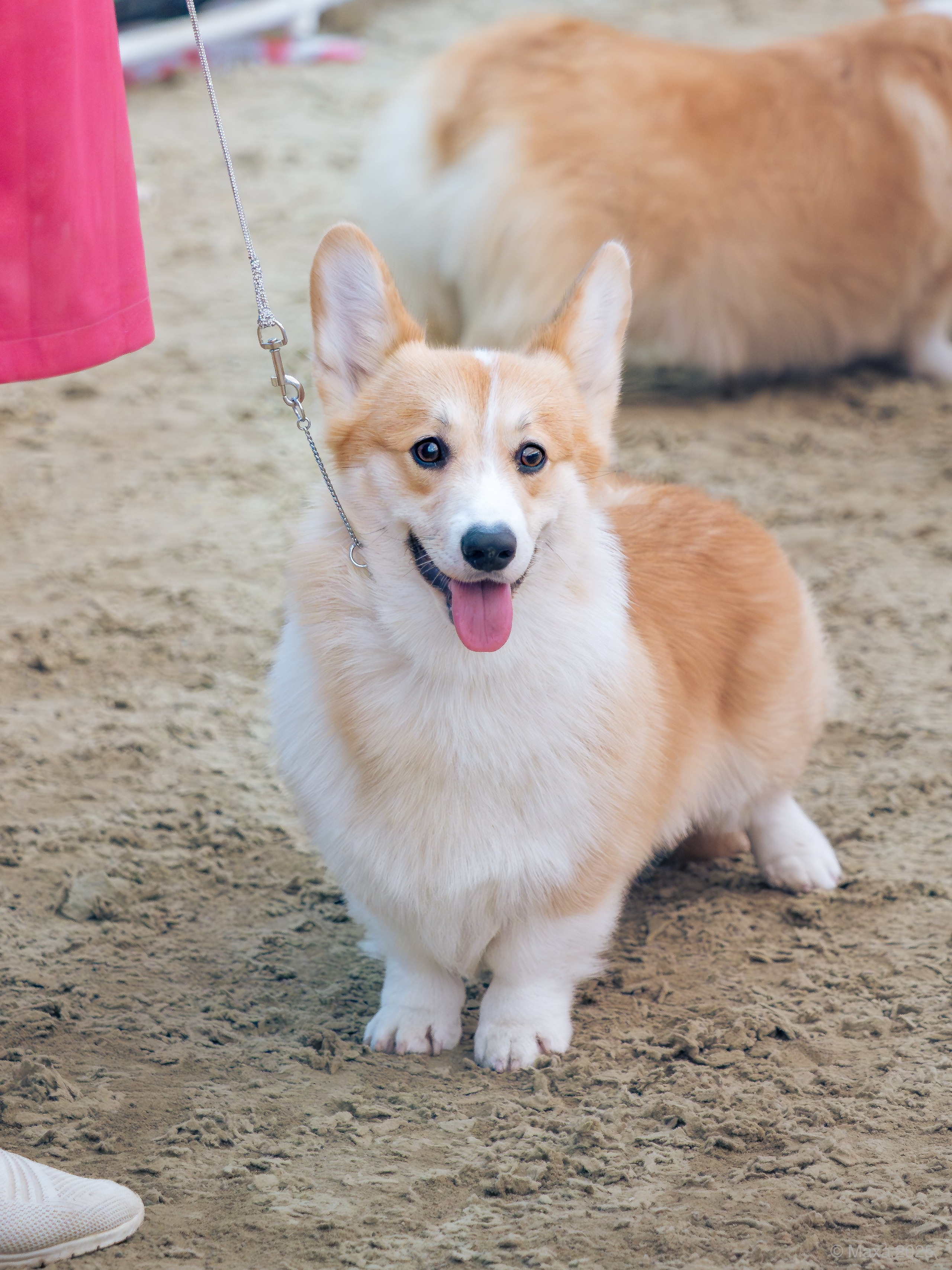 Репортажная съемка выставок. Фотограф анималист Тюгаева Мария