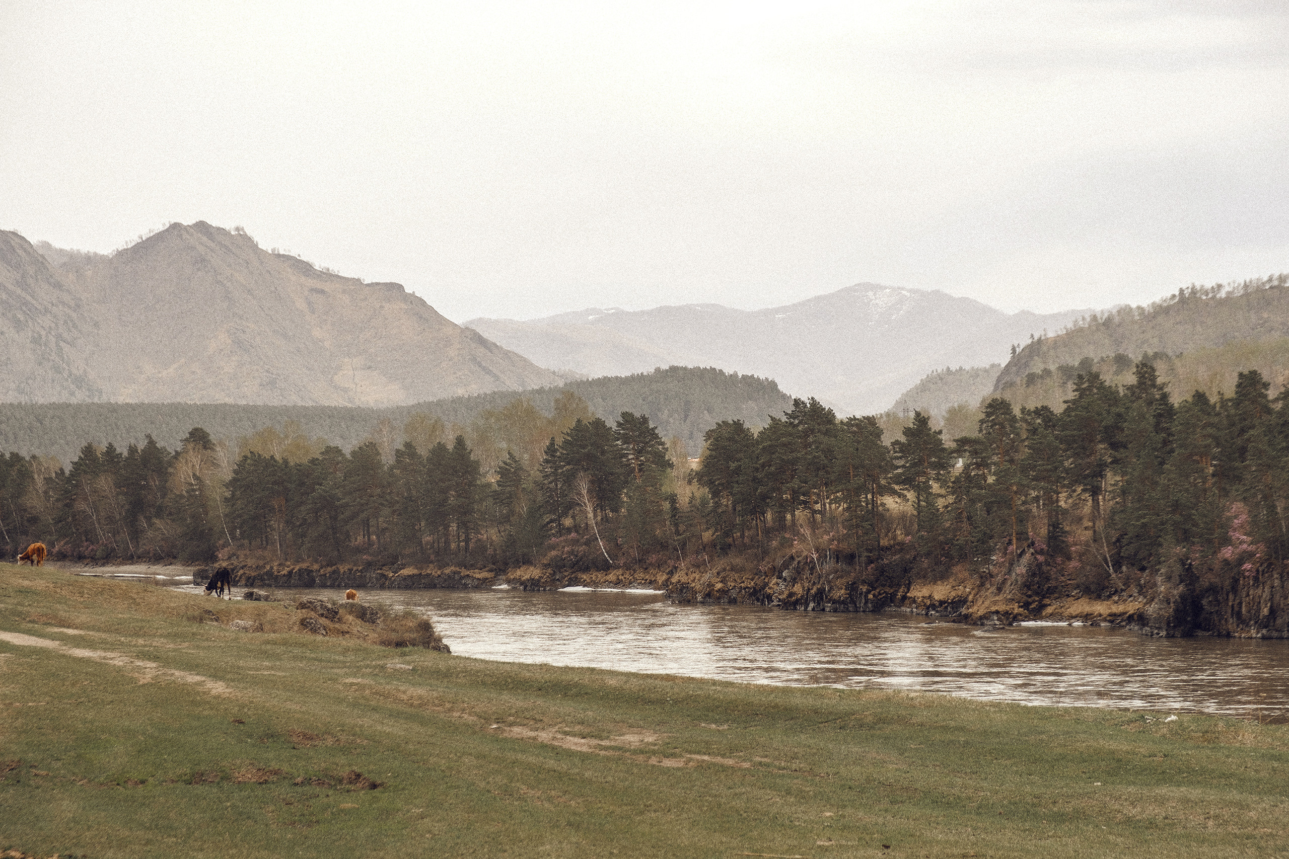 Помолвка на Алтае с. Чемал. Фотосъемка свадеб и семейных фотосессий в Республике Алтай