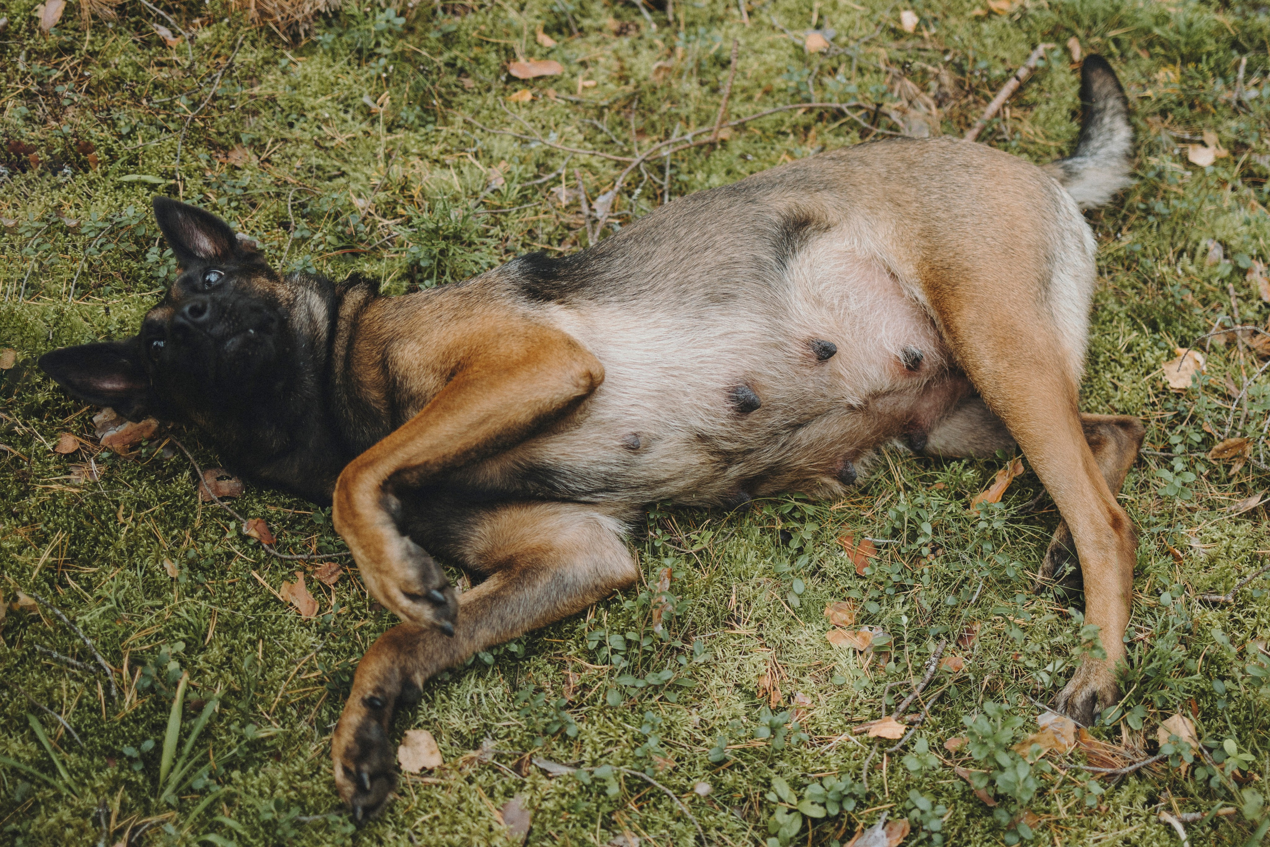 Рики и Цедра. Фотограф-анималист Анна Маринич