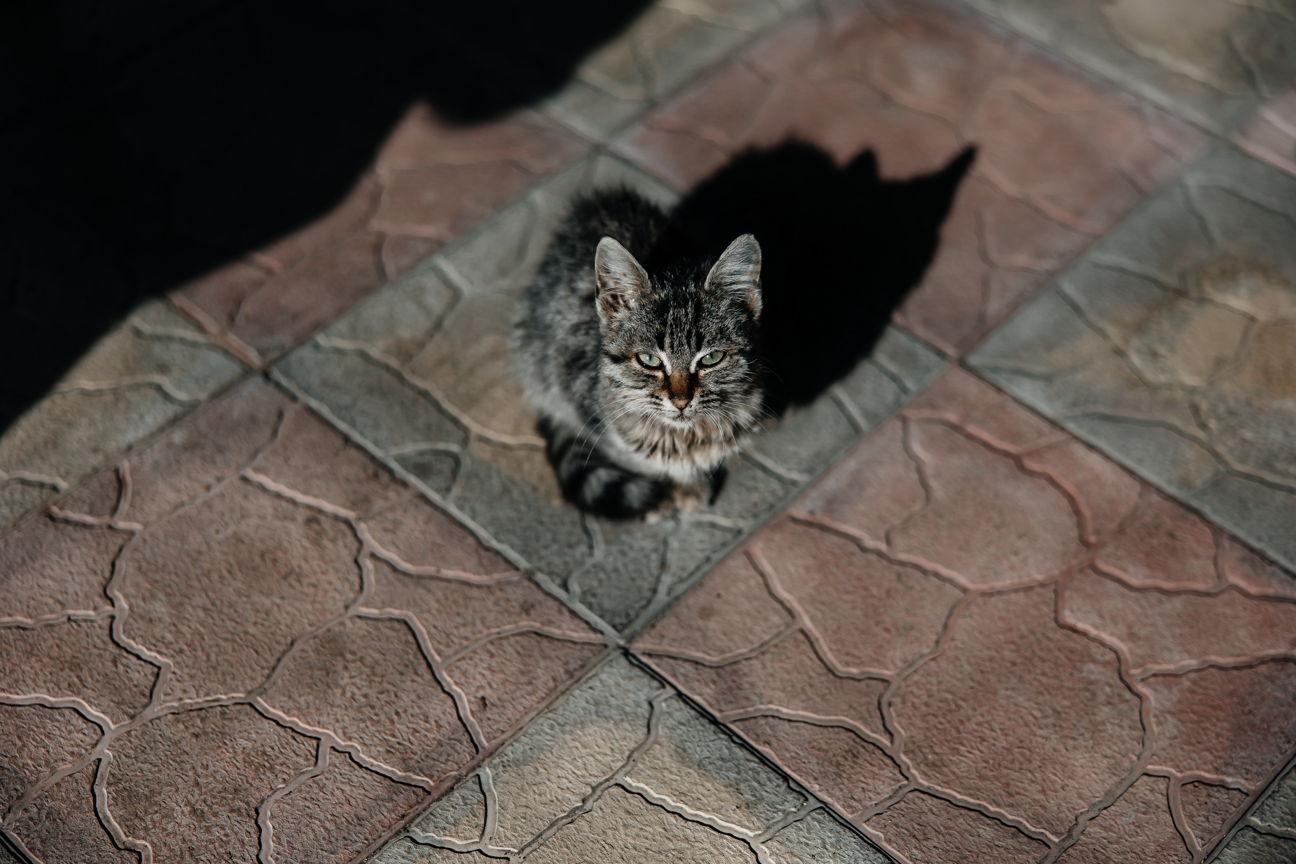 Анонс свадьбы Максима и Алены. Свадебный фотограф в Крыму и Севастополе Ольга Баскакова