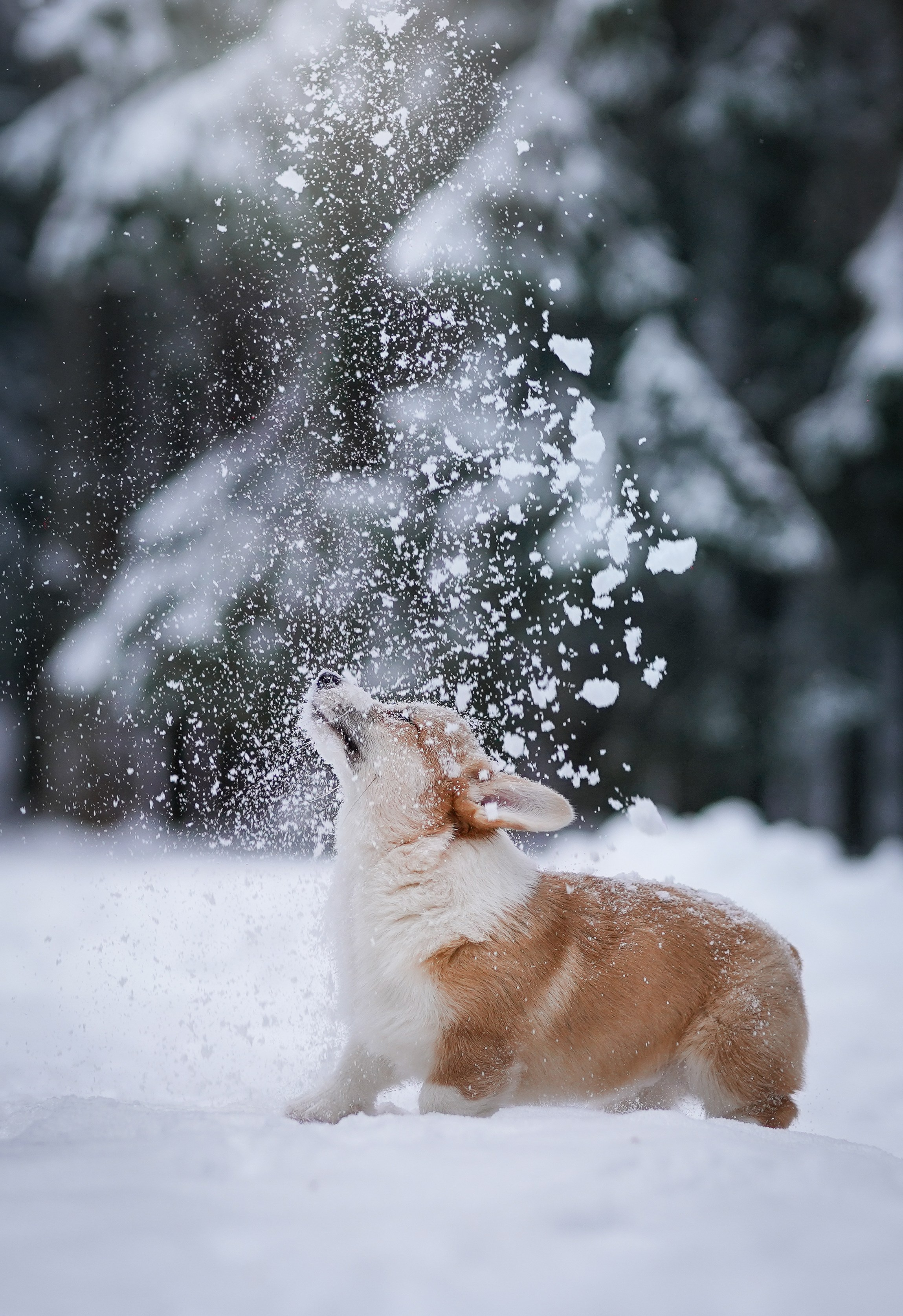 Катя Рокки и Честер. Фотограф-анималист в Санкт-Петербурге Яна Мартынова