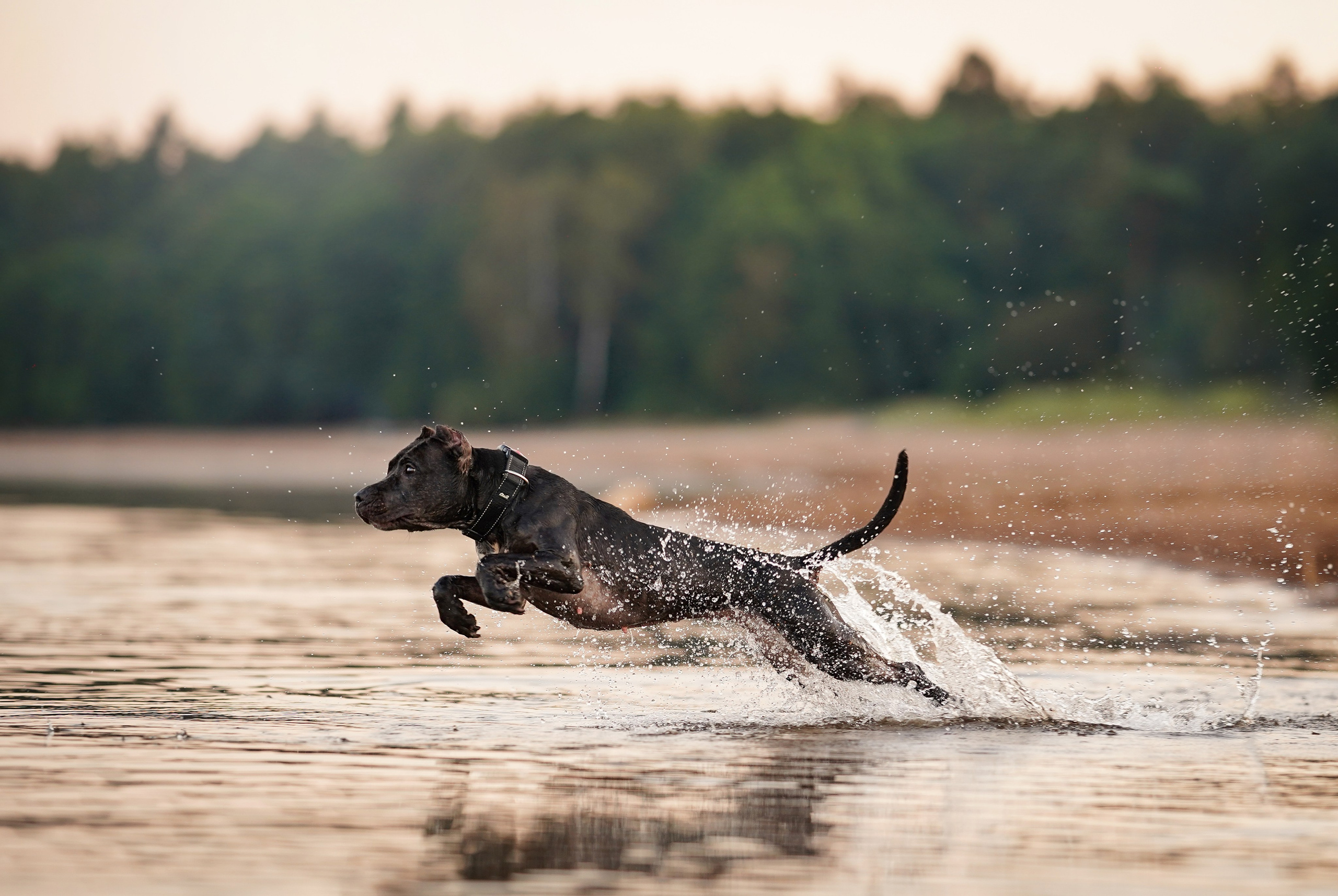 Татьяна Изи и Джем. Фотограф-анималист в Санкт-Петербурге Яна Мартынова