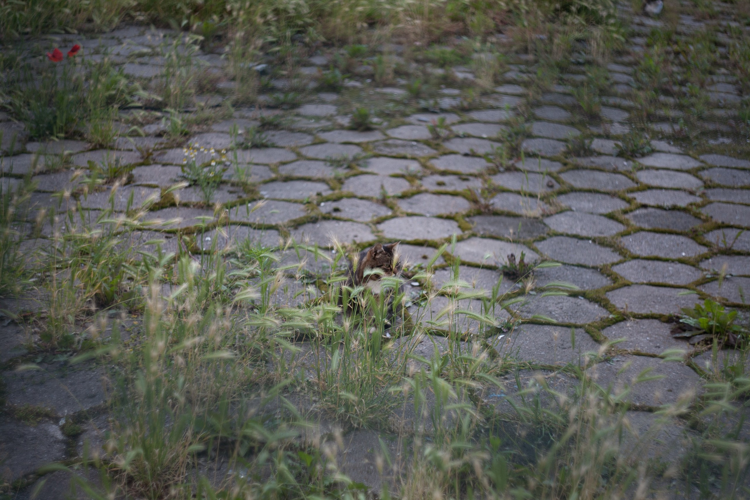Poland. Künstler Verstecktoff