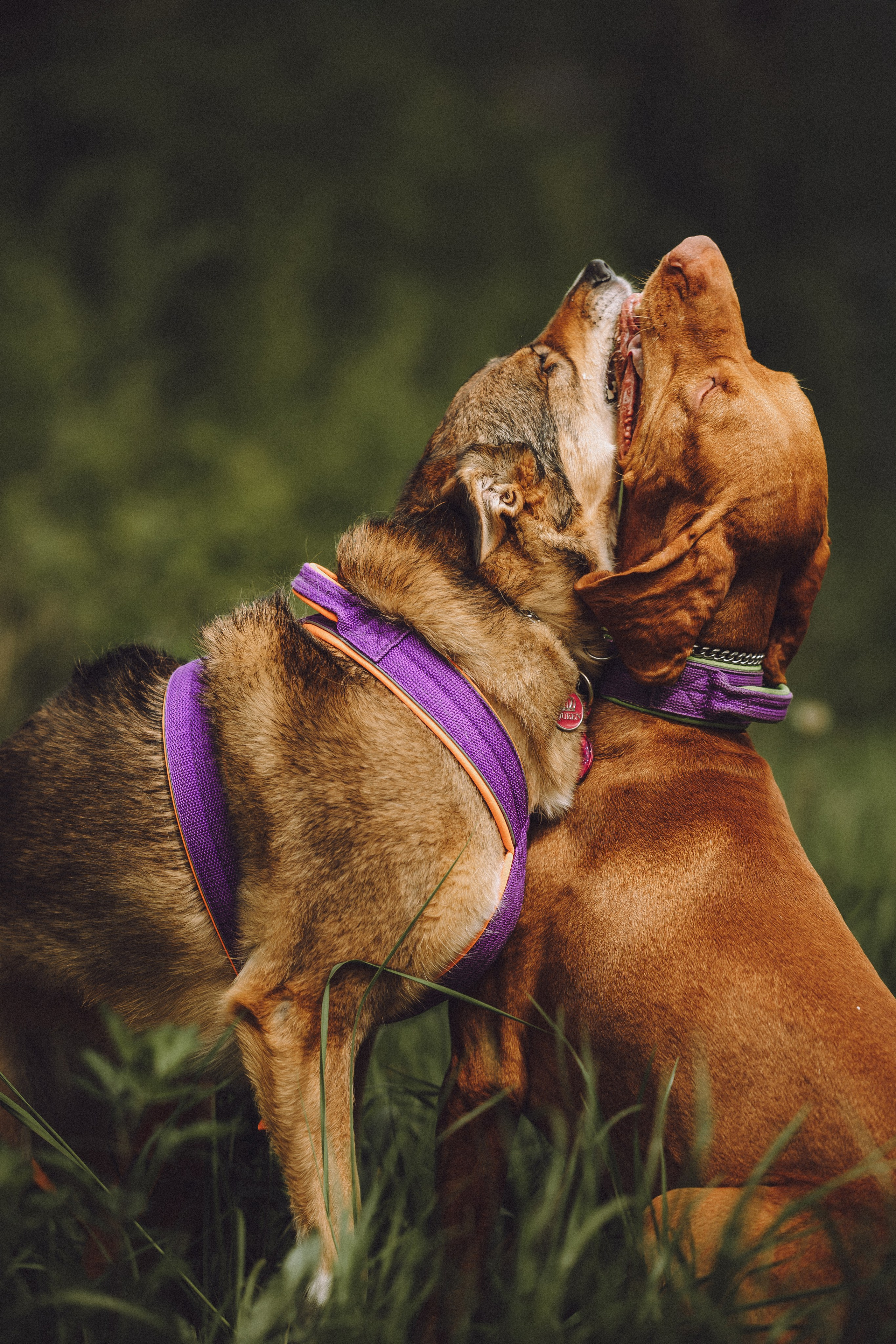 Груша, Данни, Фунтик и их семья