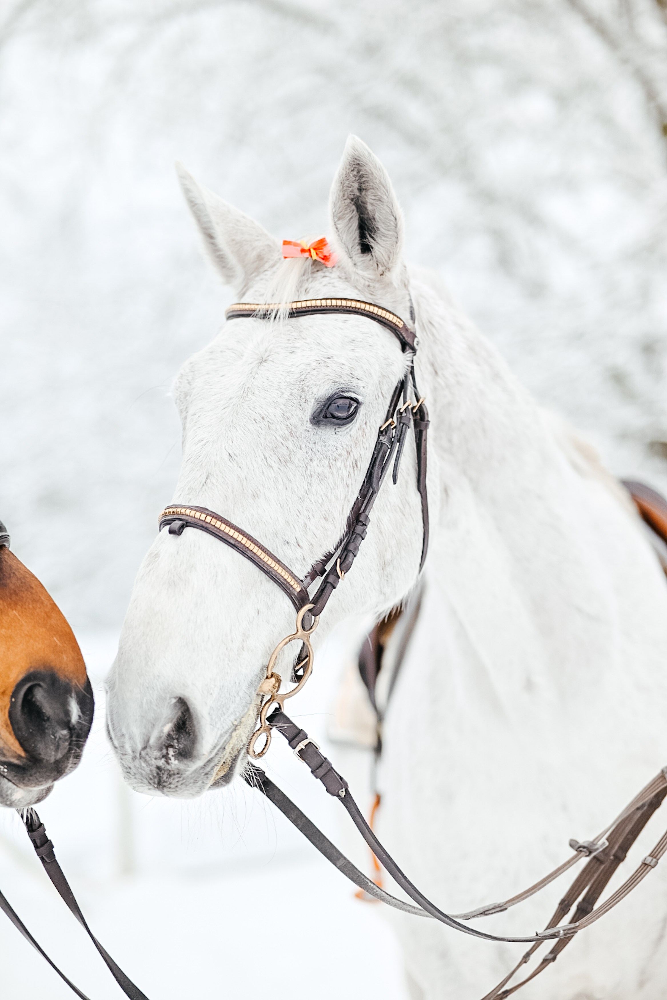 Екатерина и Гамин. LifeStyle фотограф Анна Воробьёва Санкт-Петербург