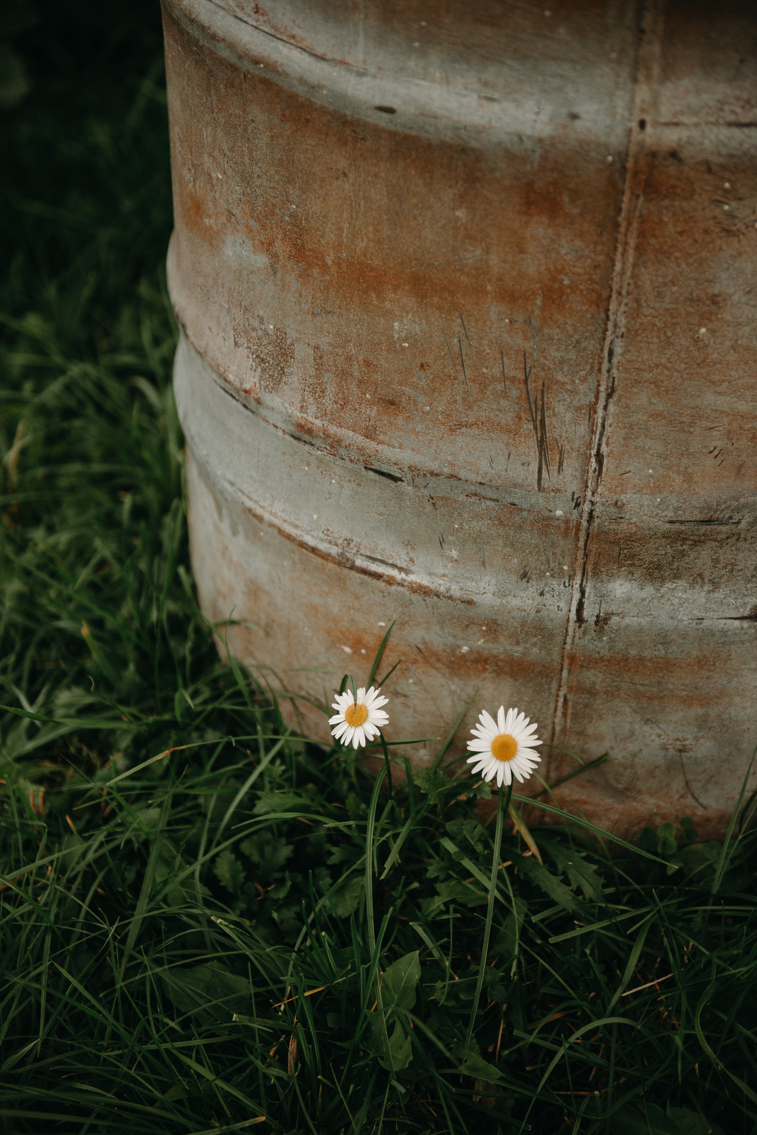 Друзья на даче. Ирина Метелица фотограф на Шикотане