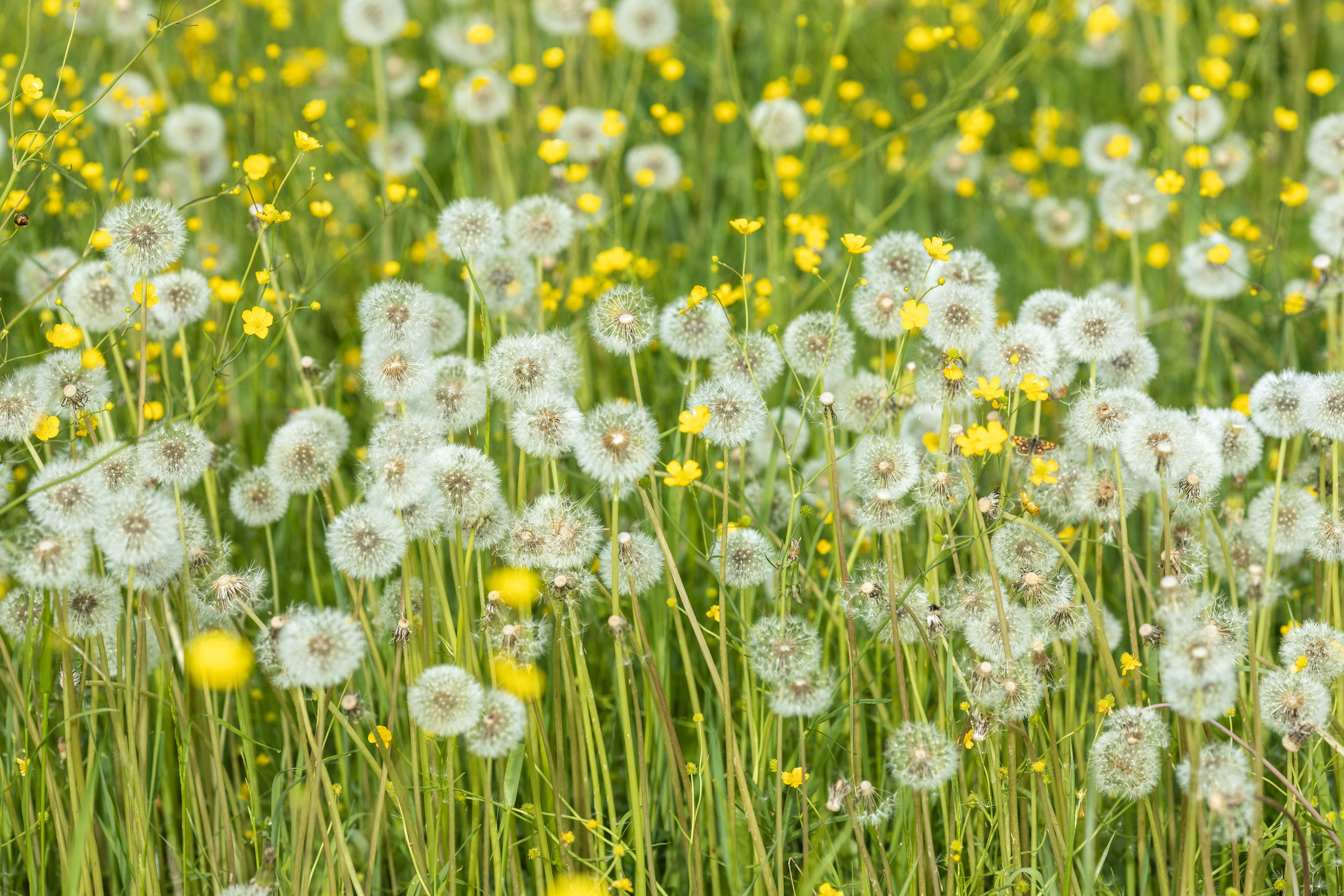 Природные пейзажи. Наталия Клевинскас портретный фотограф в Костроме