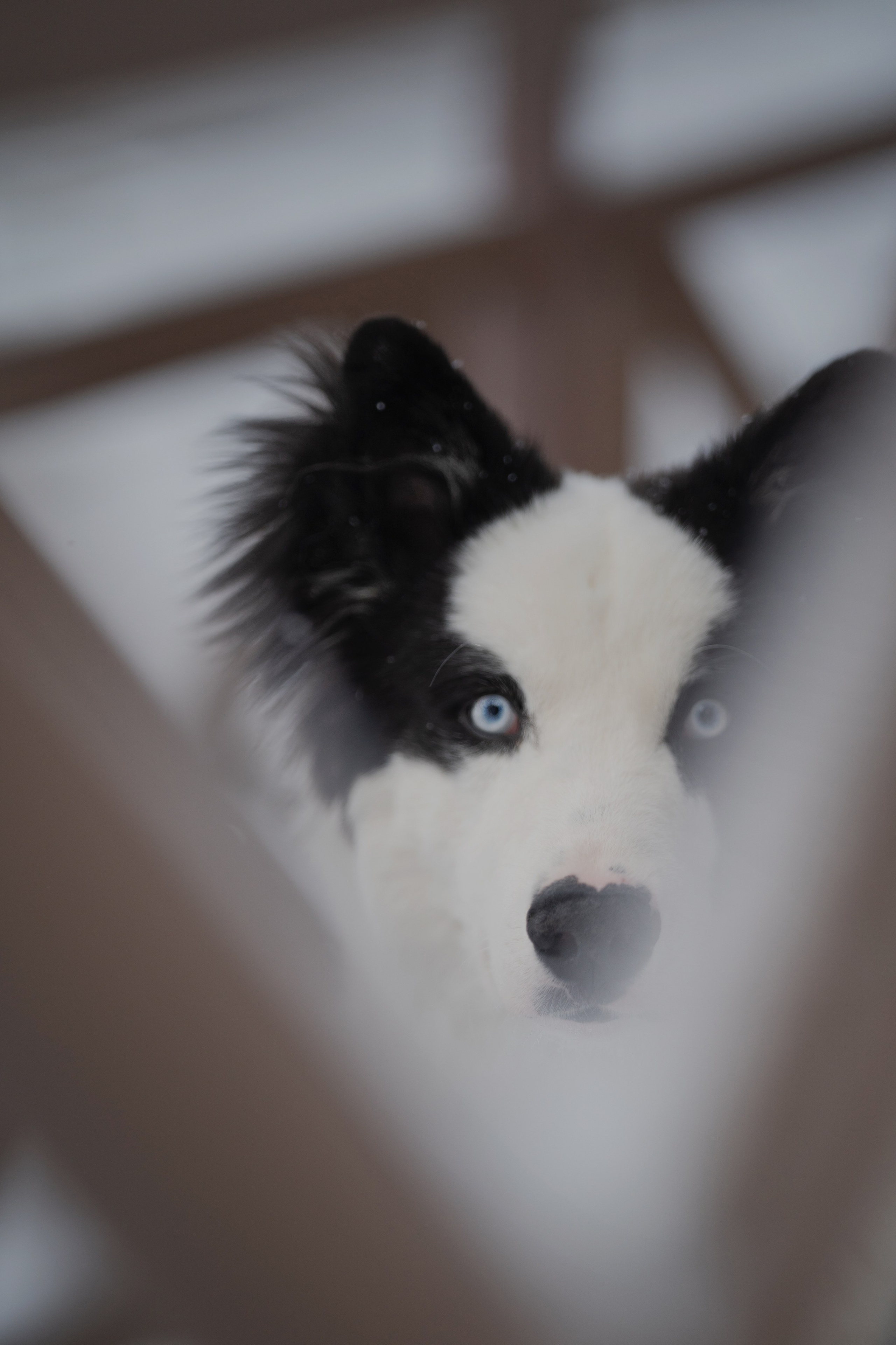 Ликер. Kameramotor74