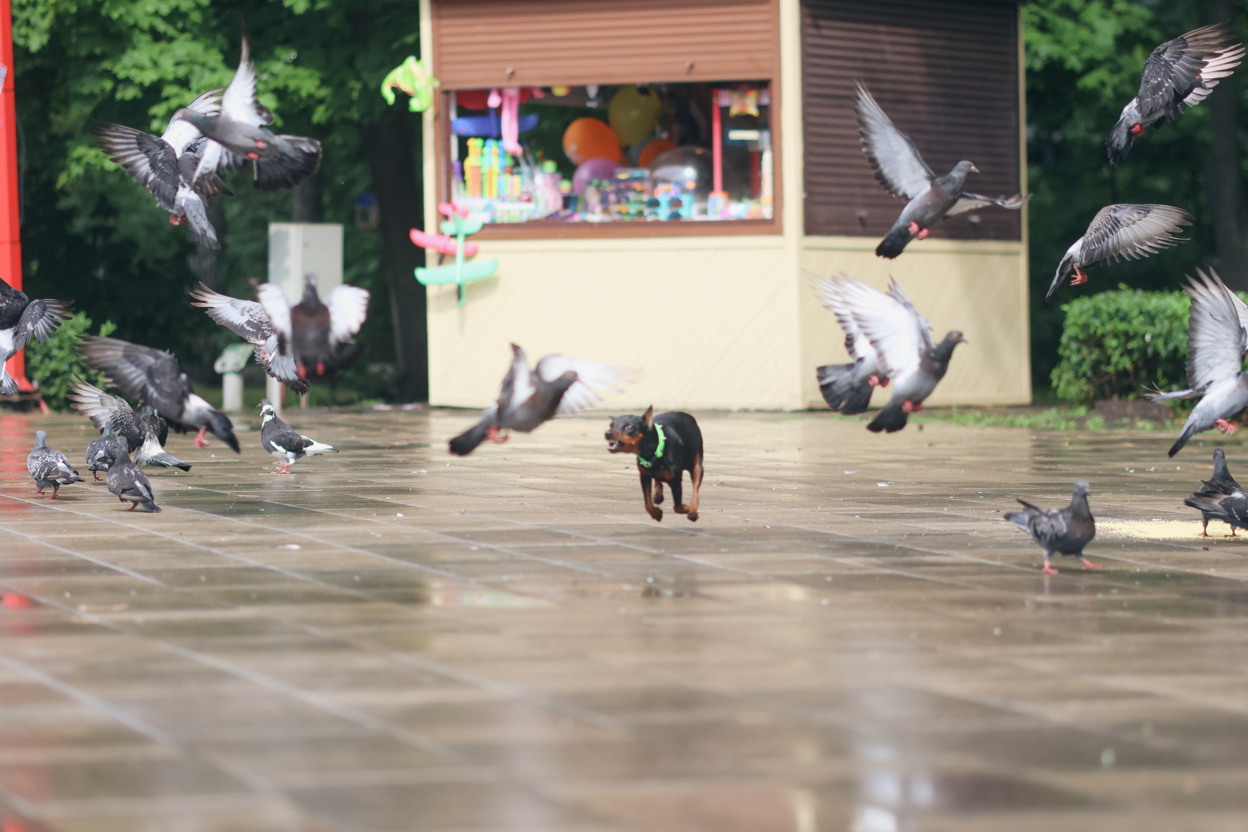 Четыре Лапы. Свадебный и репортажный фотограф Дмитрий Кононенко